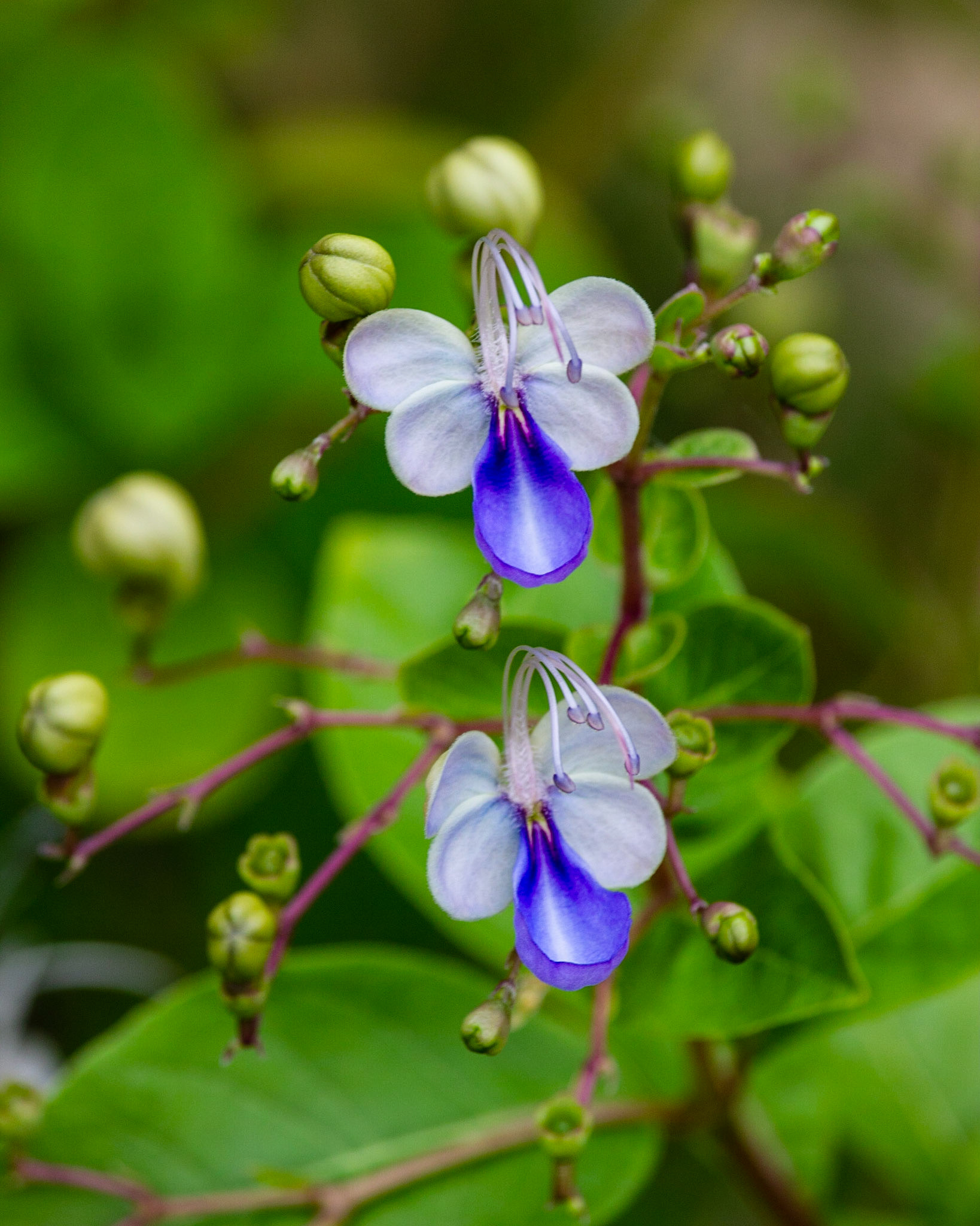 Butterfly Flower