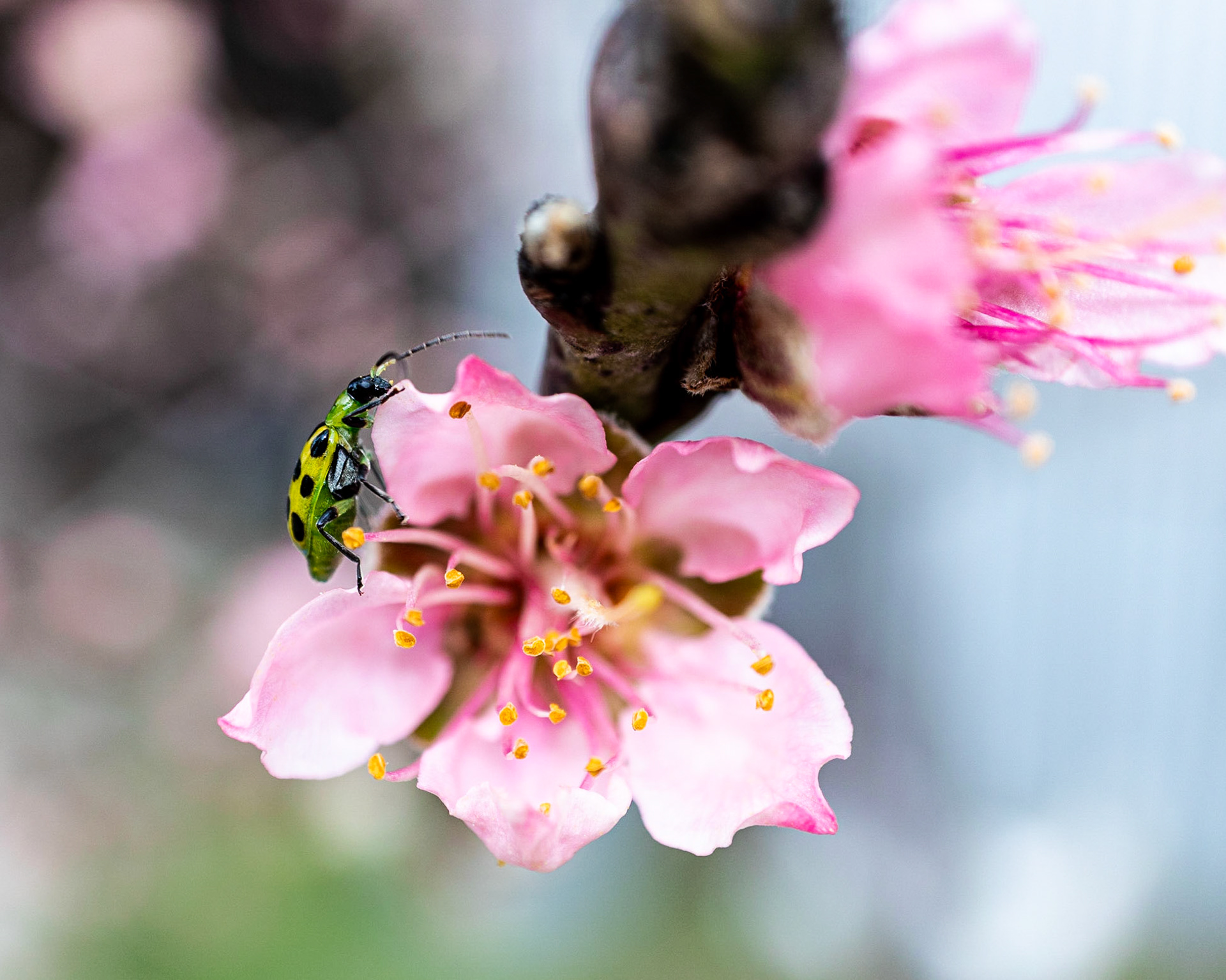 Cucumber Beetle