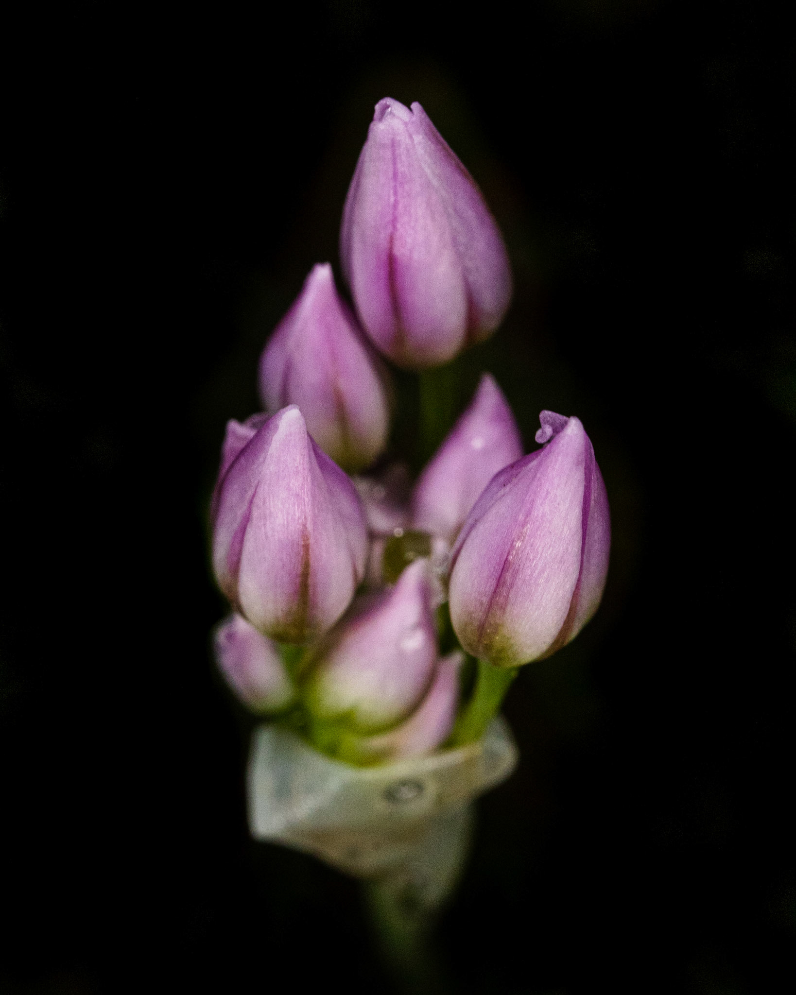 Awaiting The Dawn