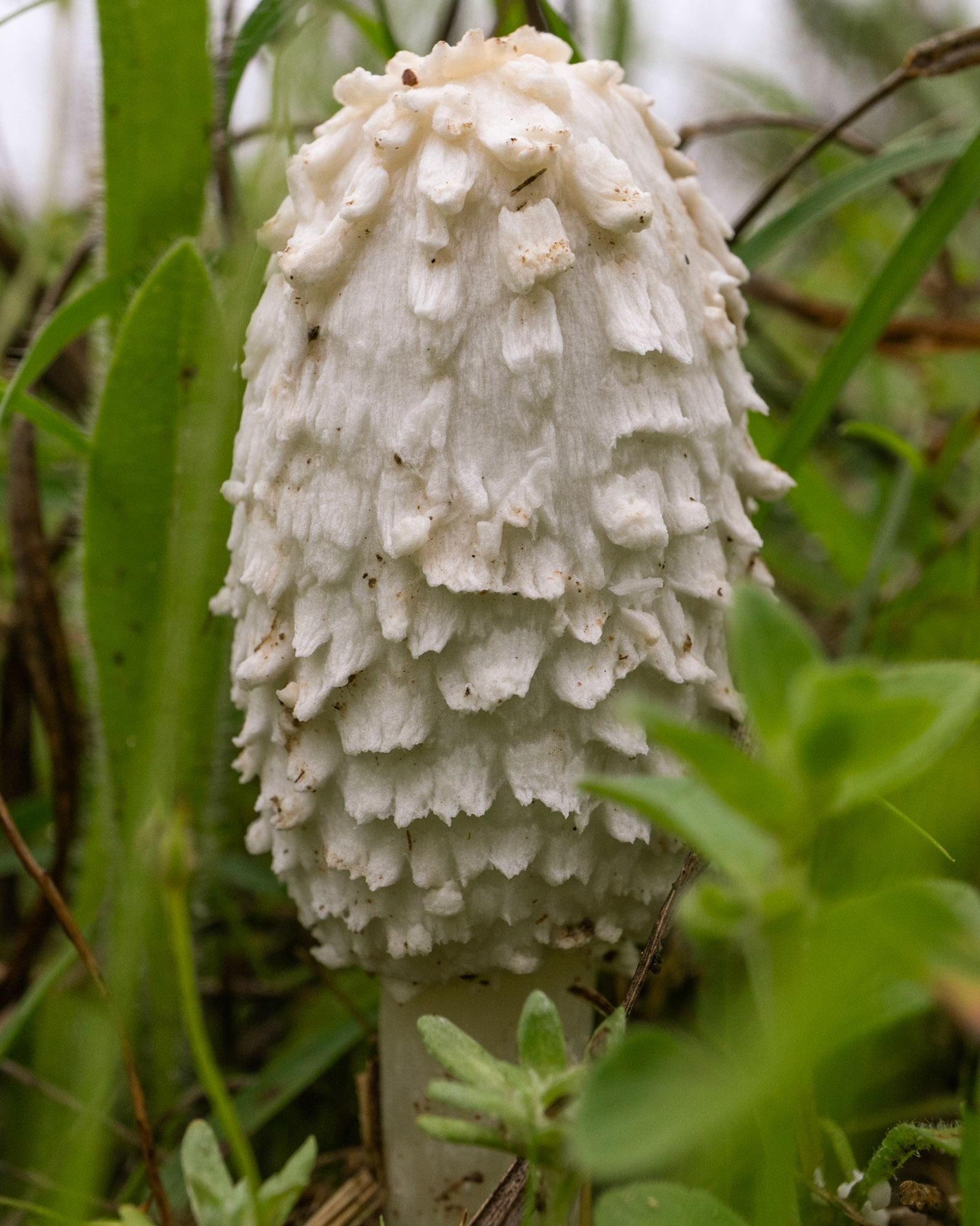 Mushroom in a Field