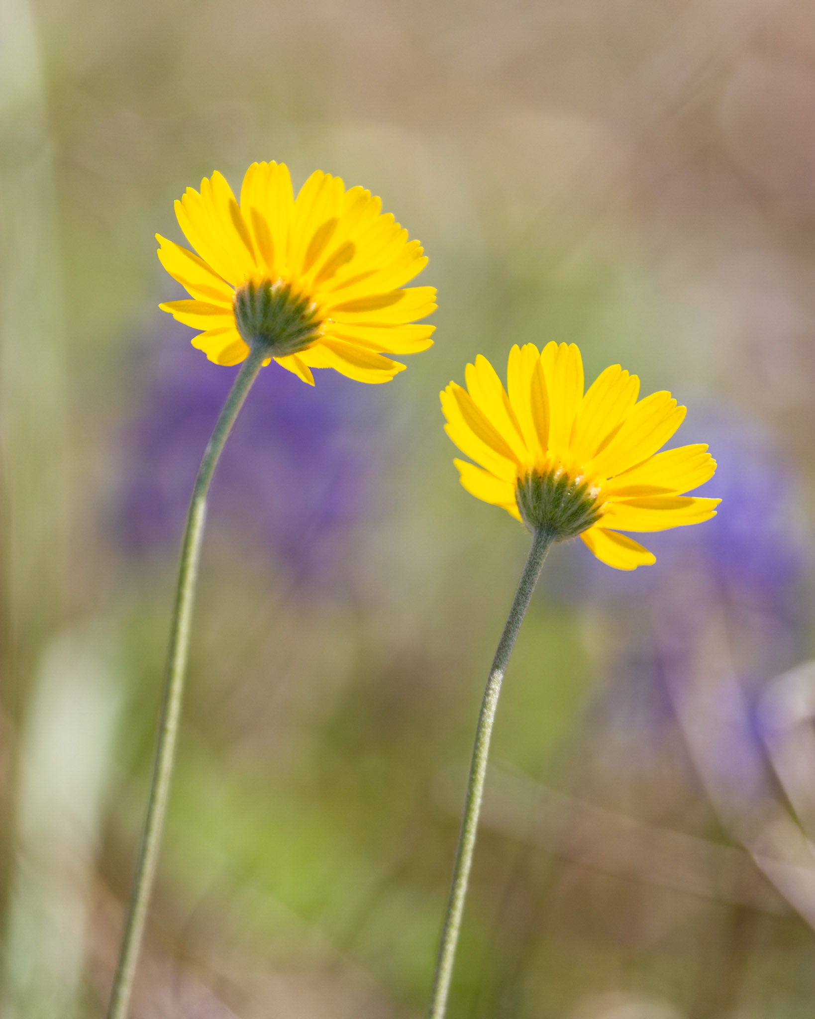 Slender Stem Bitterweed