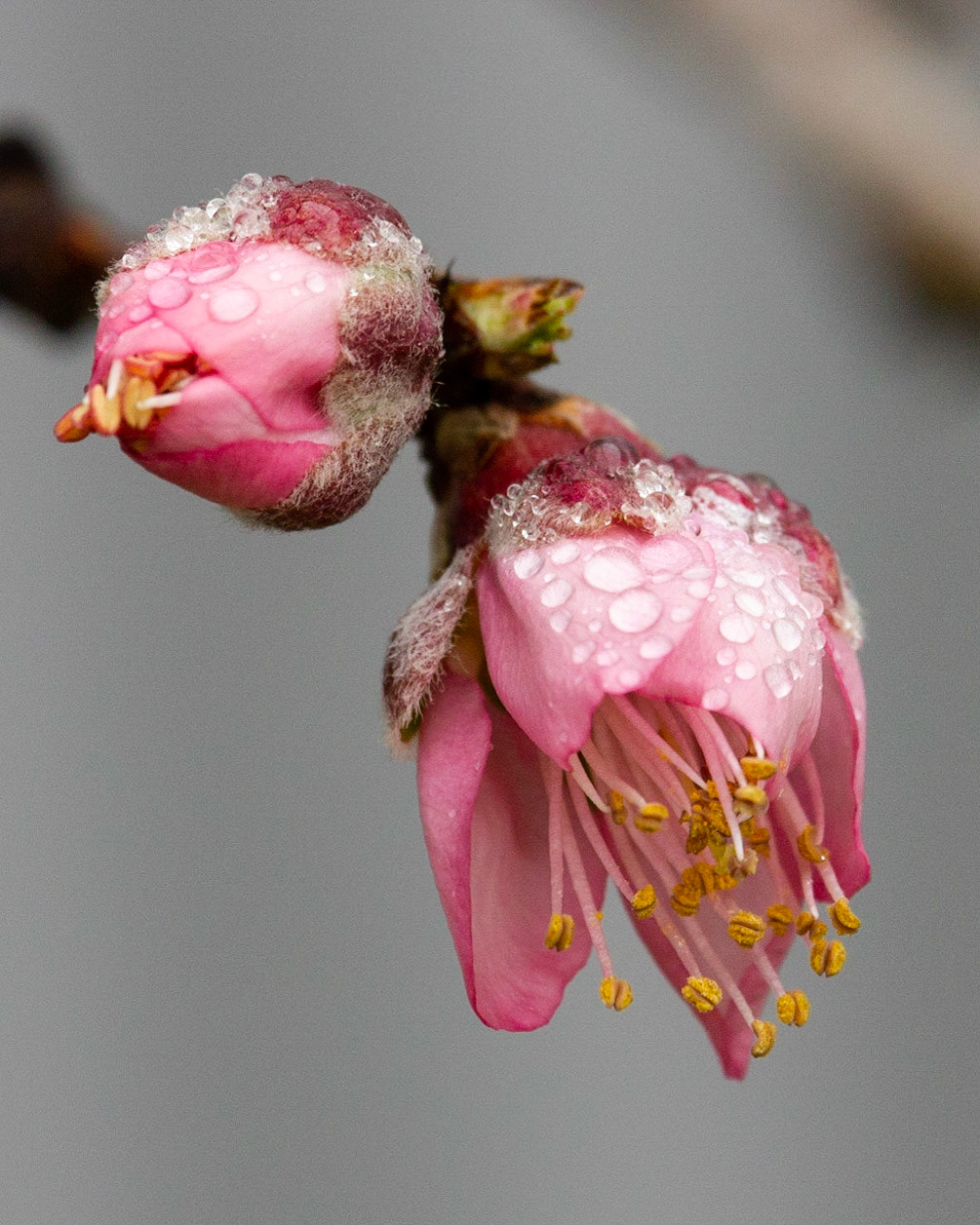Peach Blossom and Dew Part 1