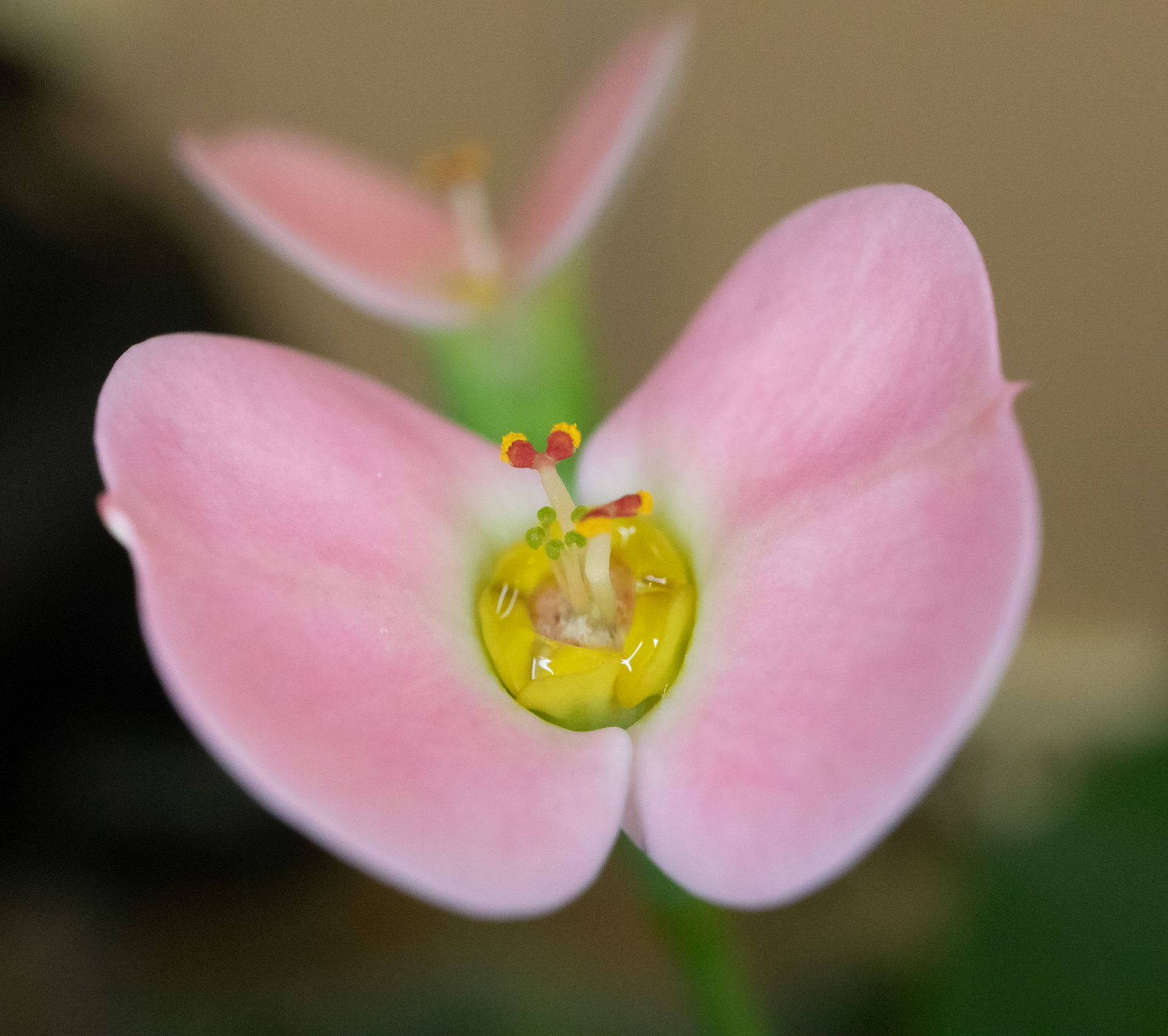 Madagascar to Macro