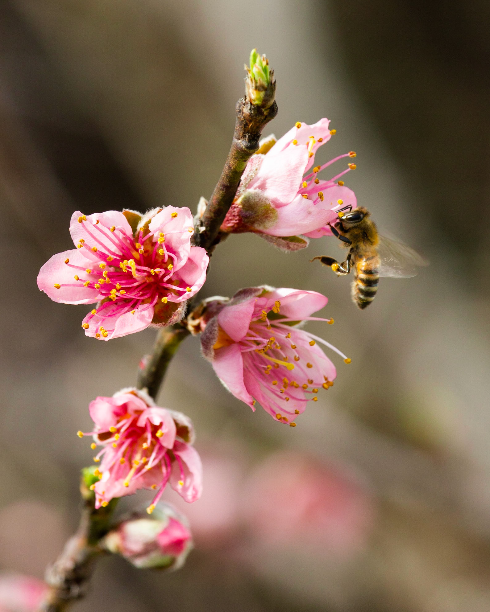 Peach Blossom and Bee part 1
