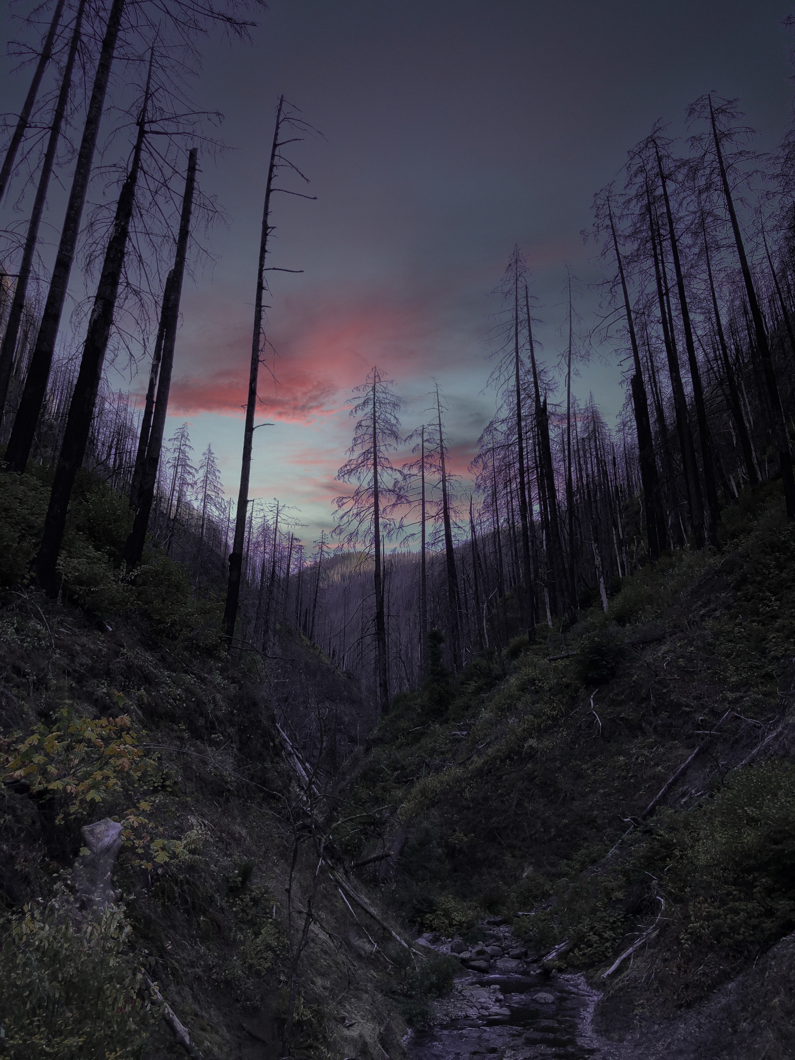 Forest of perfect stillness.