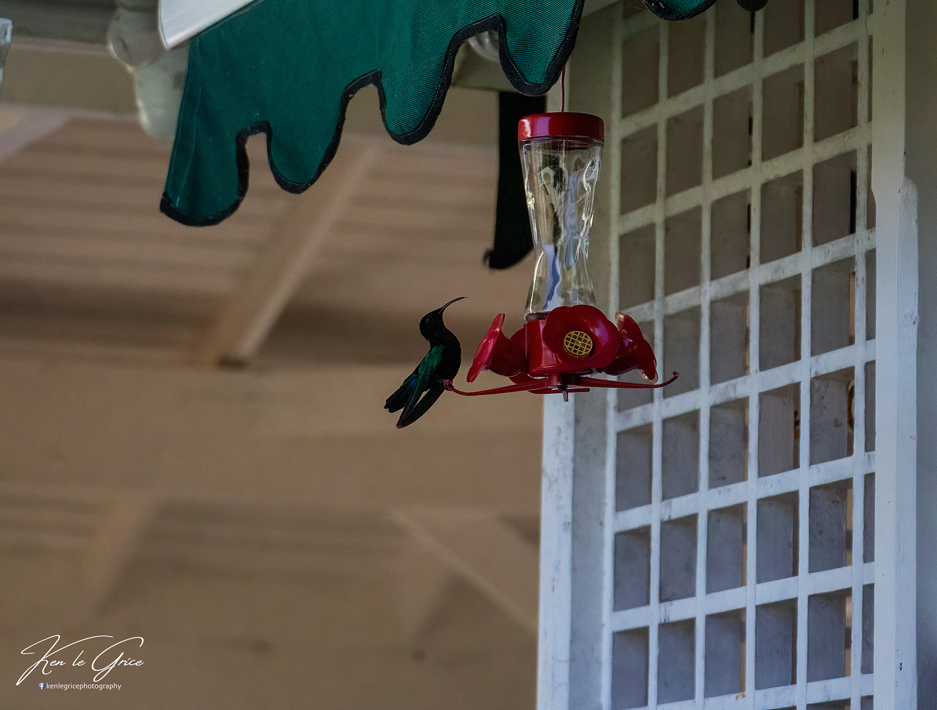 Hummingbird, St Lucia