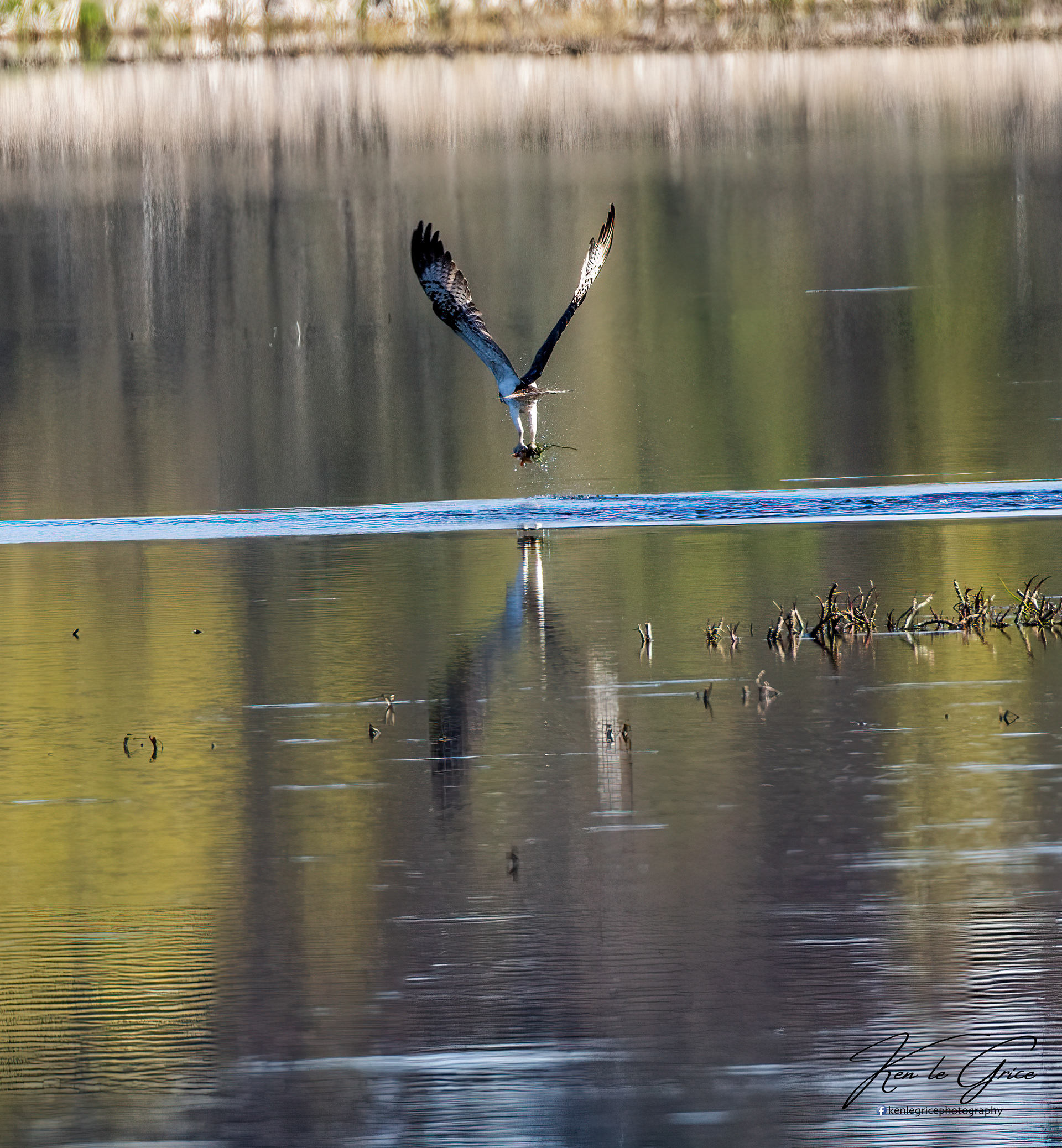 Osprey