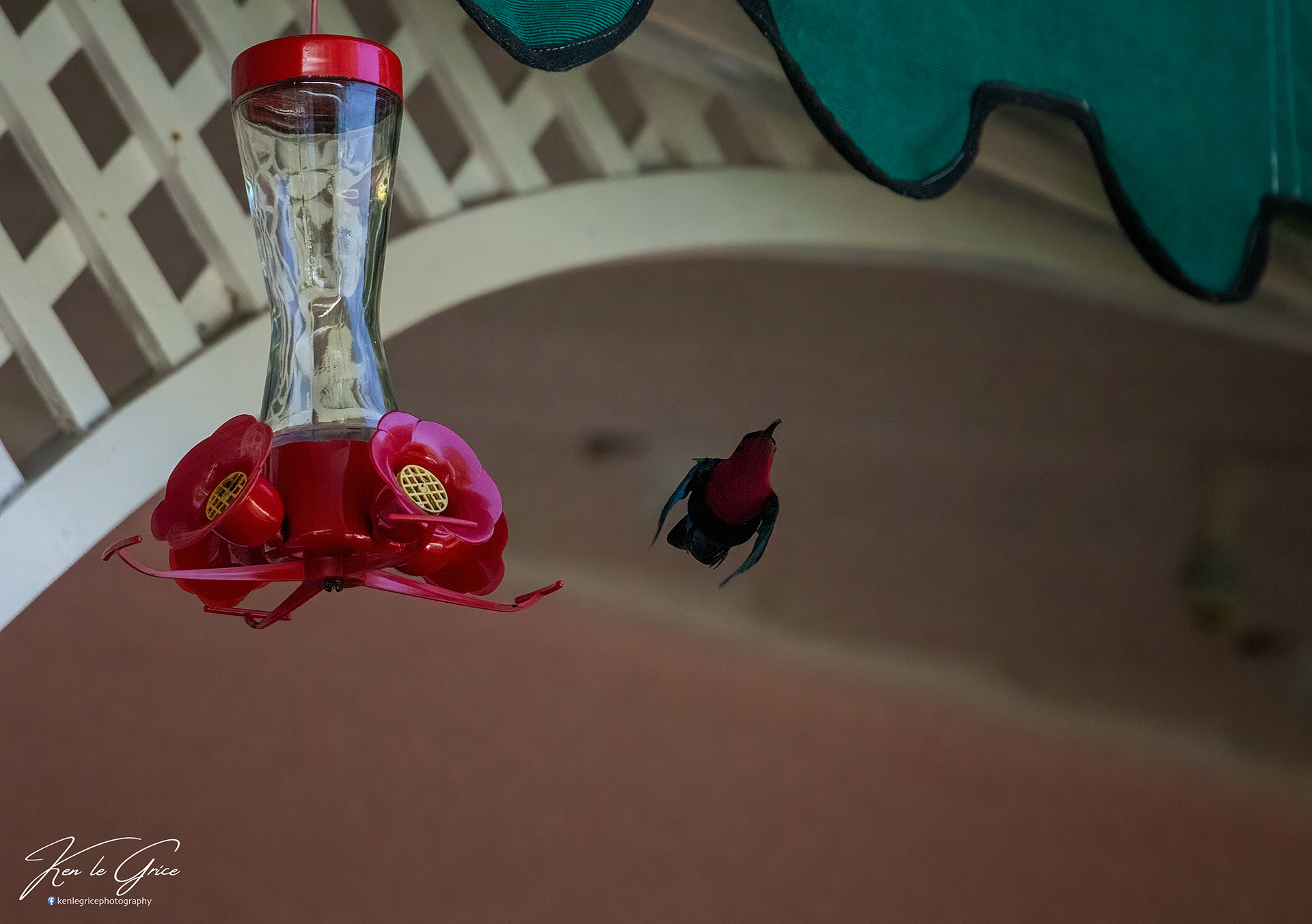 Hummingbird, St Lucia