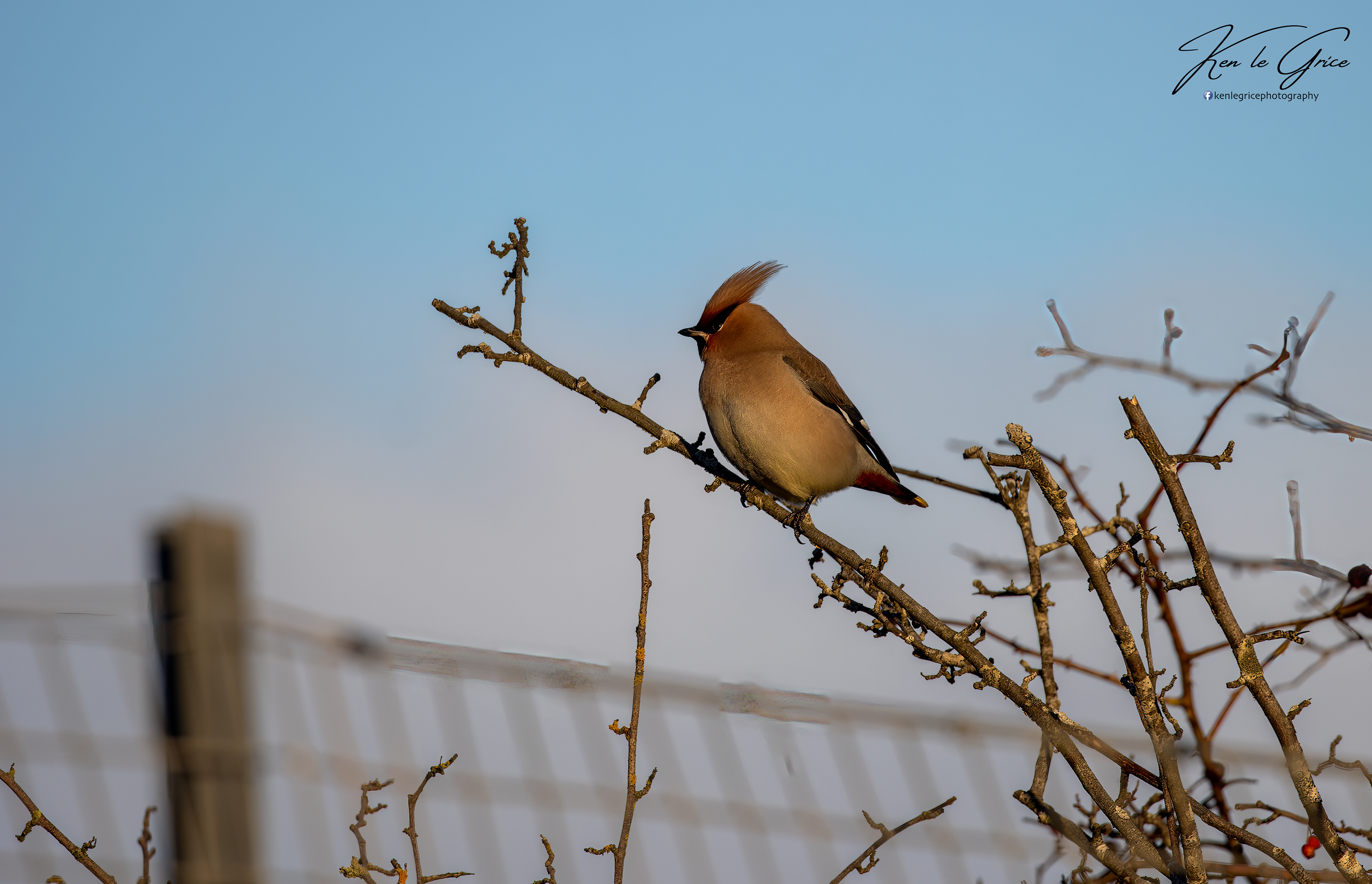Waxwing