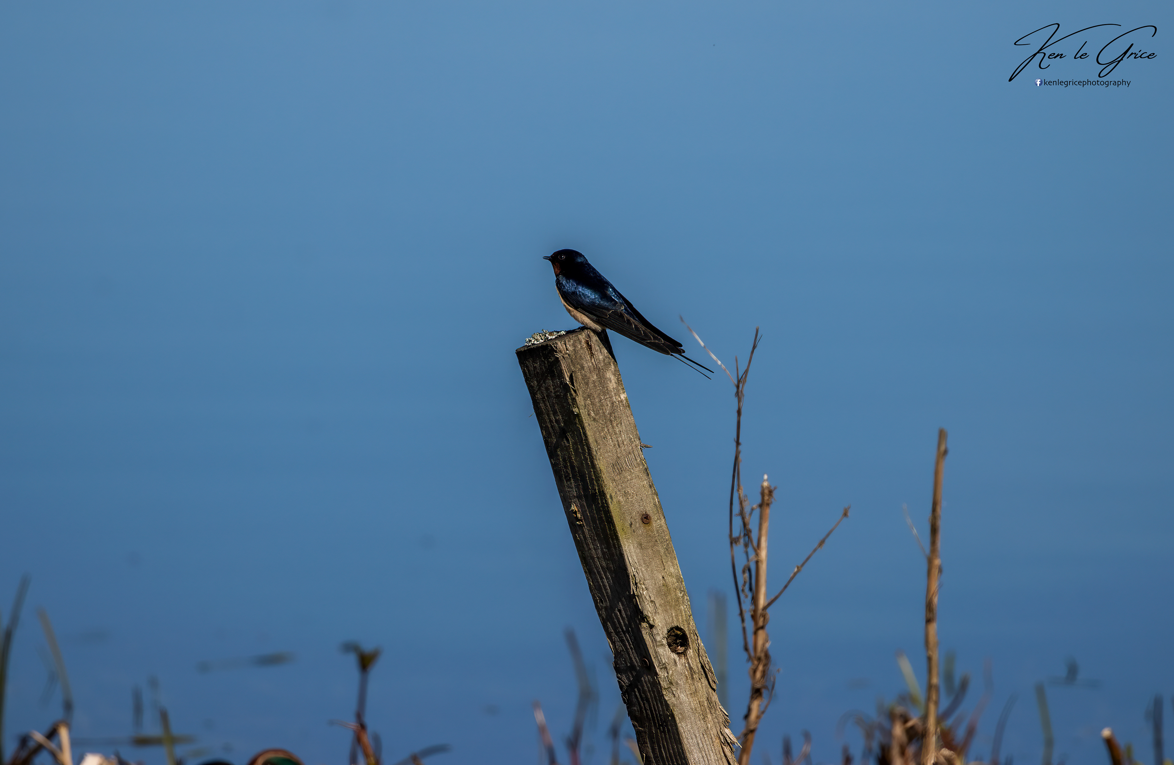 Swallow