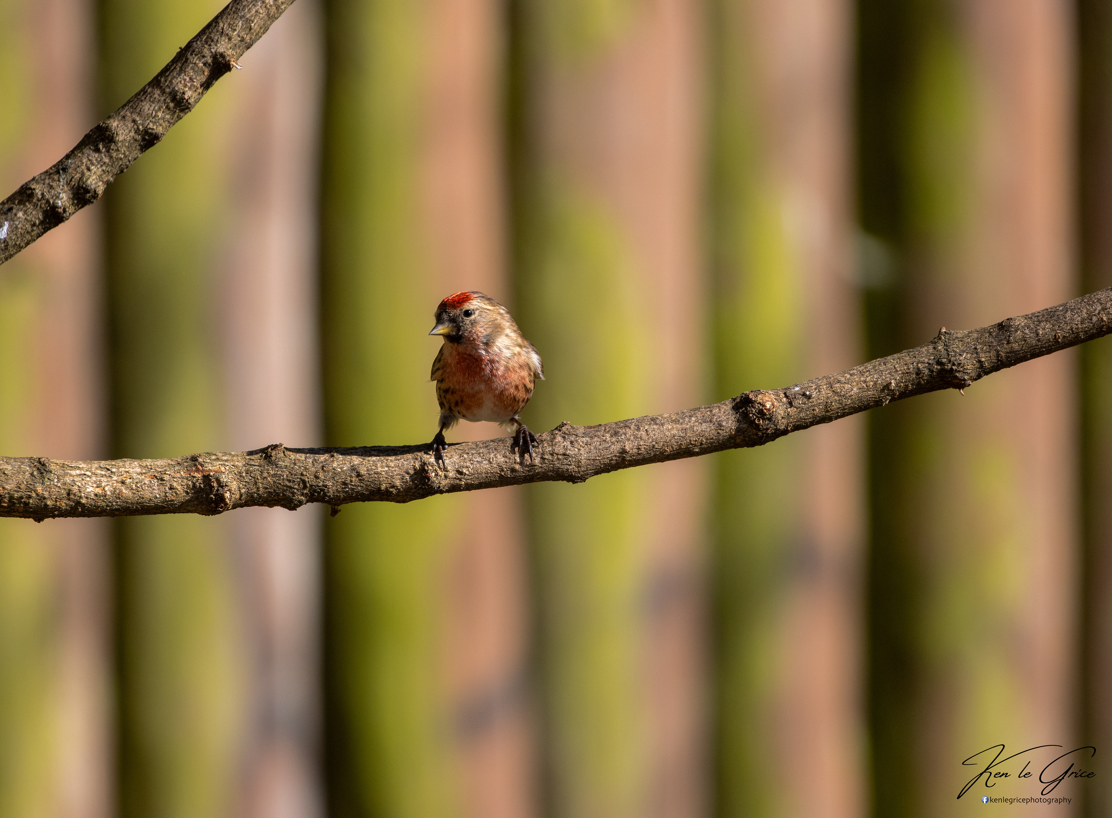 Redpoll