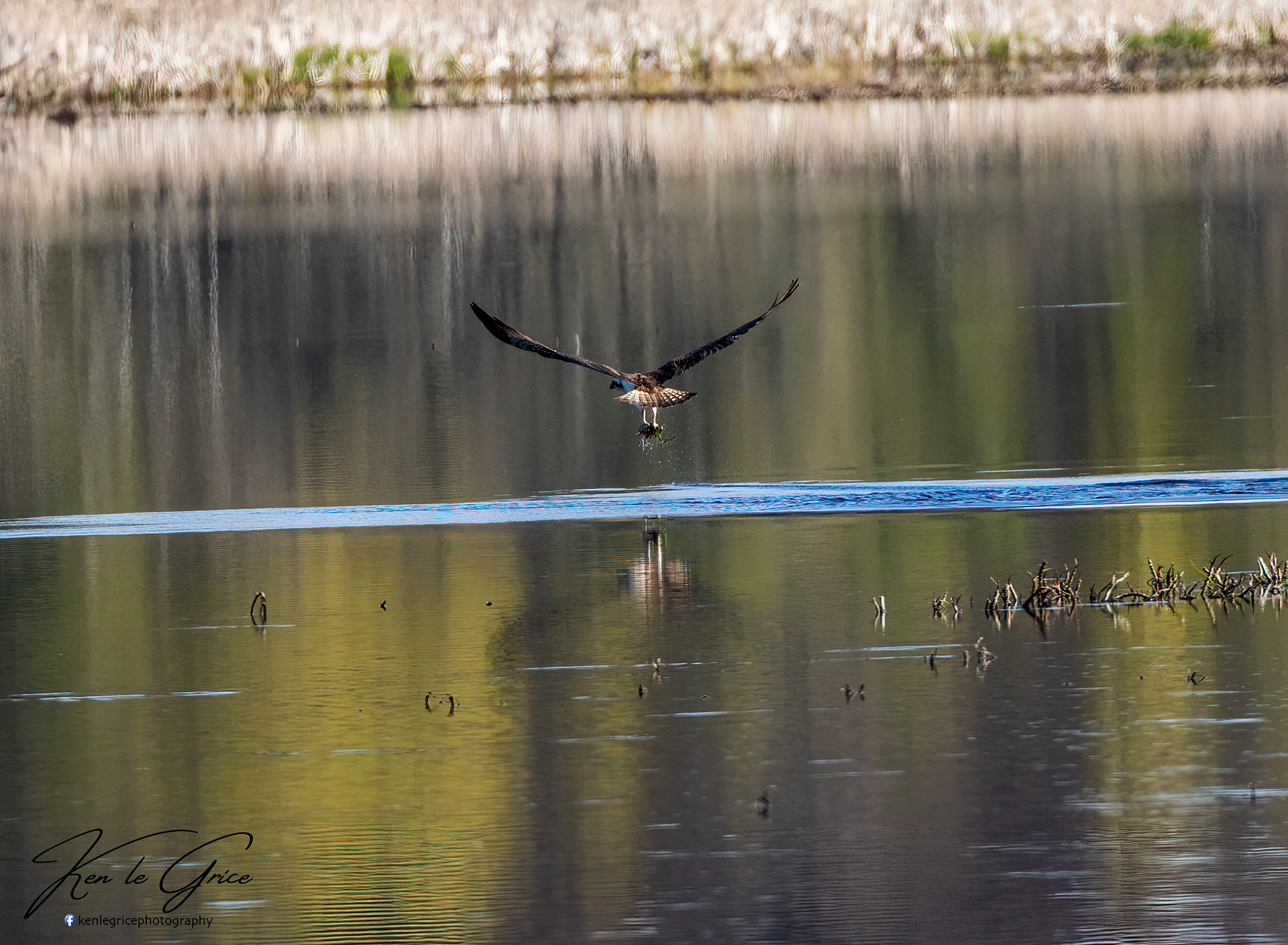 Osprey