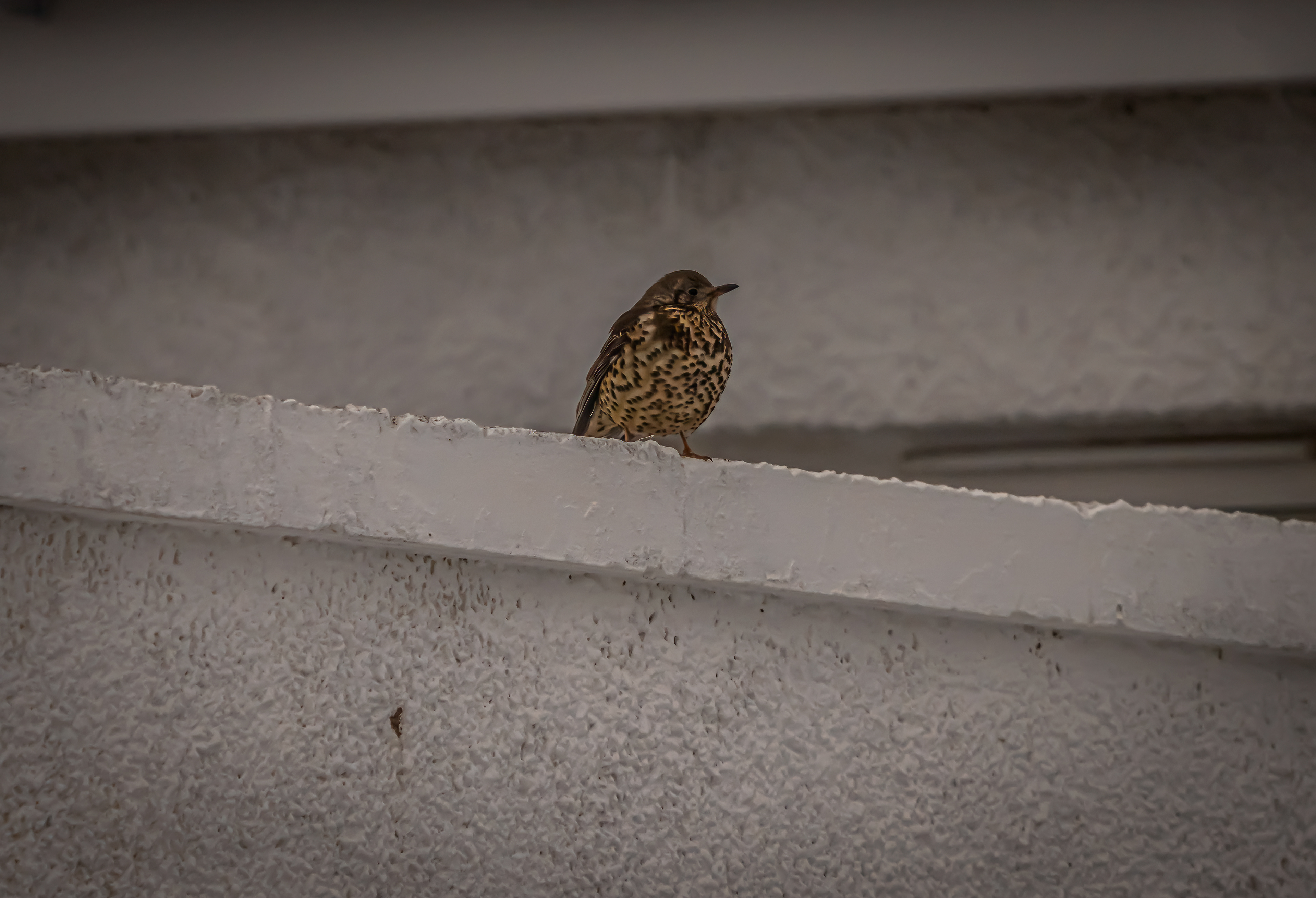 Song Thrush