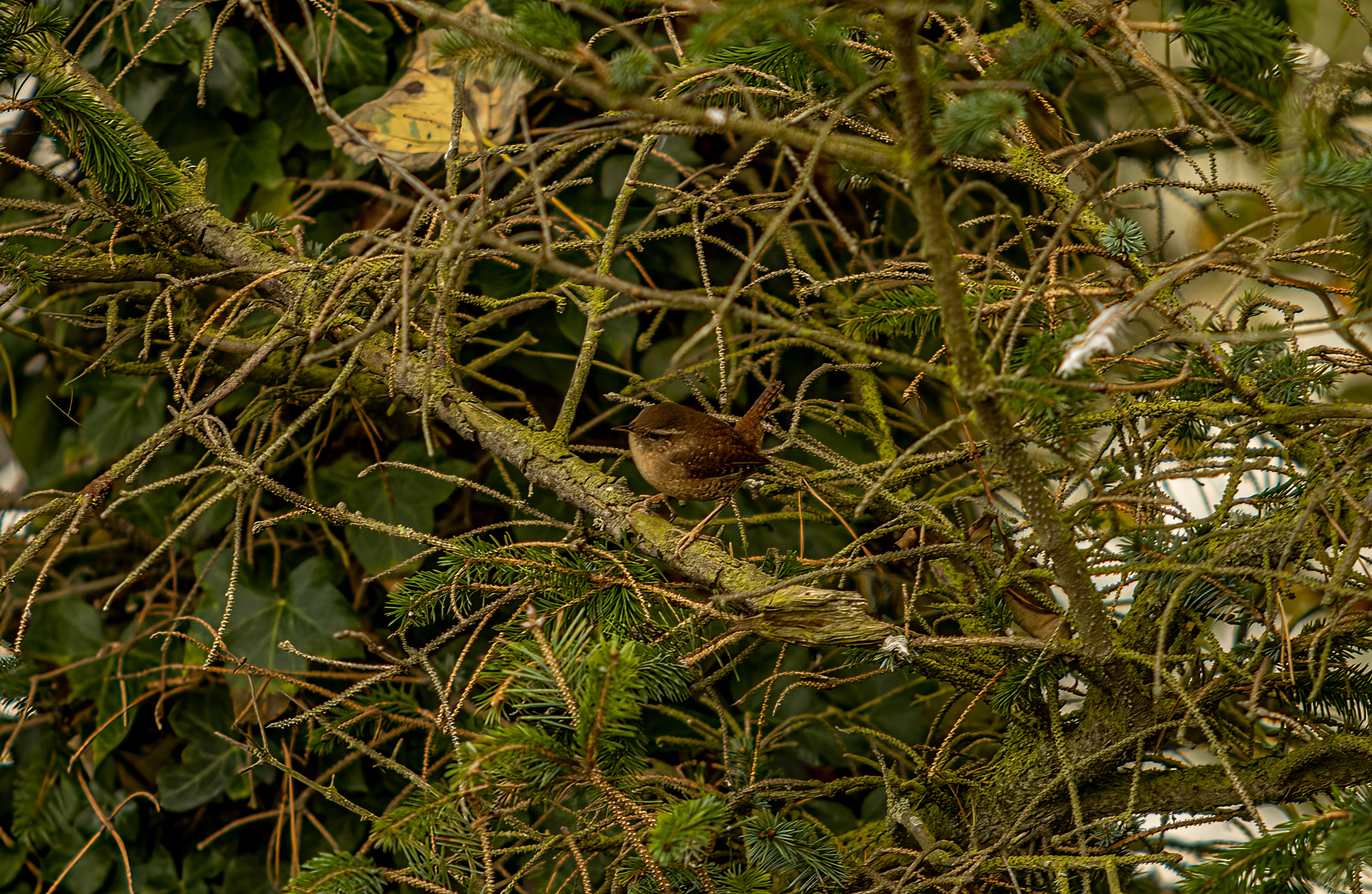 Wren