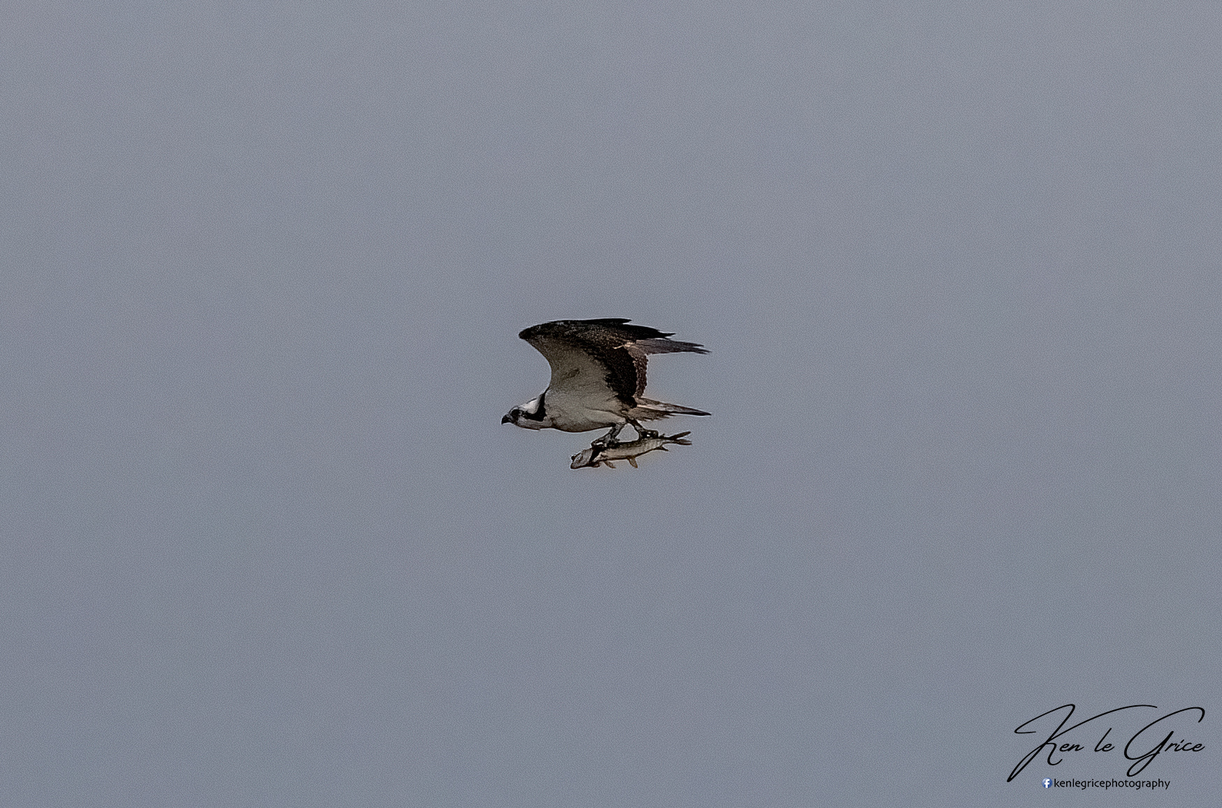 Osprey with jack pike fish