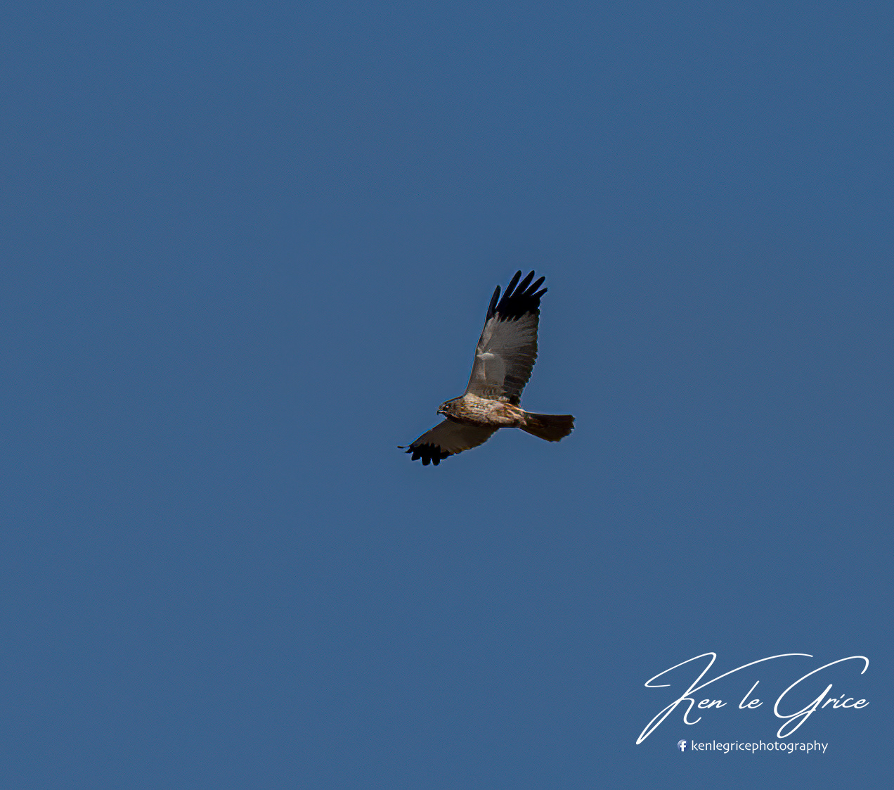 Marsh Harrier