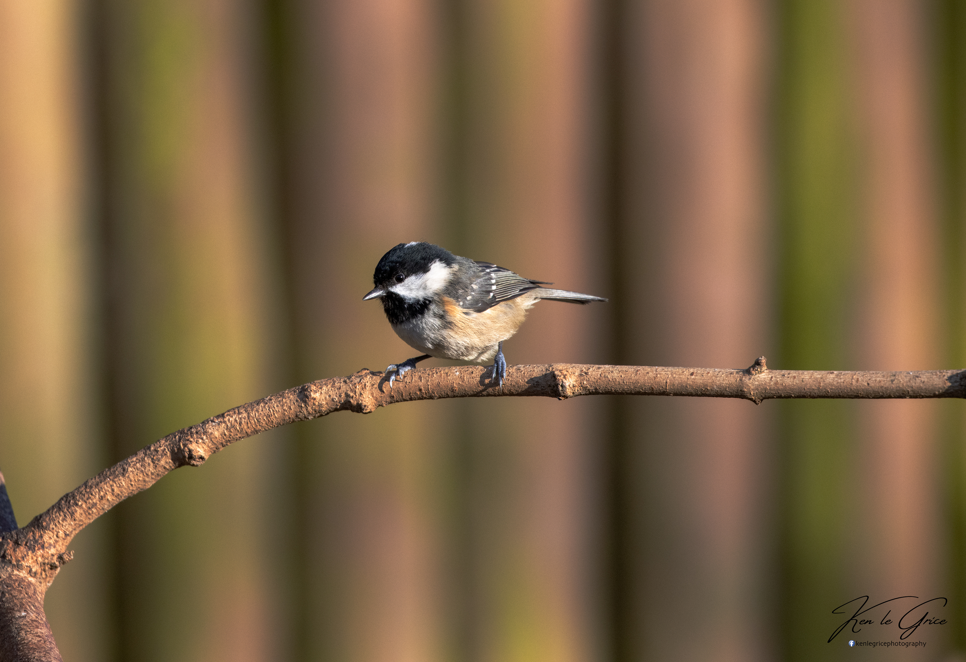 Coal Tit