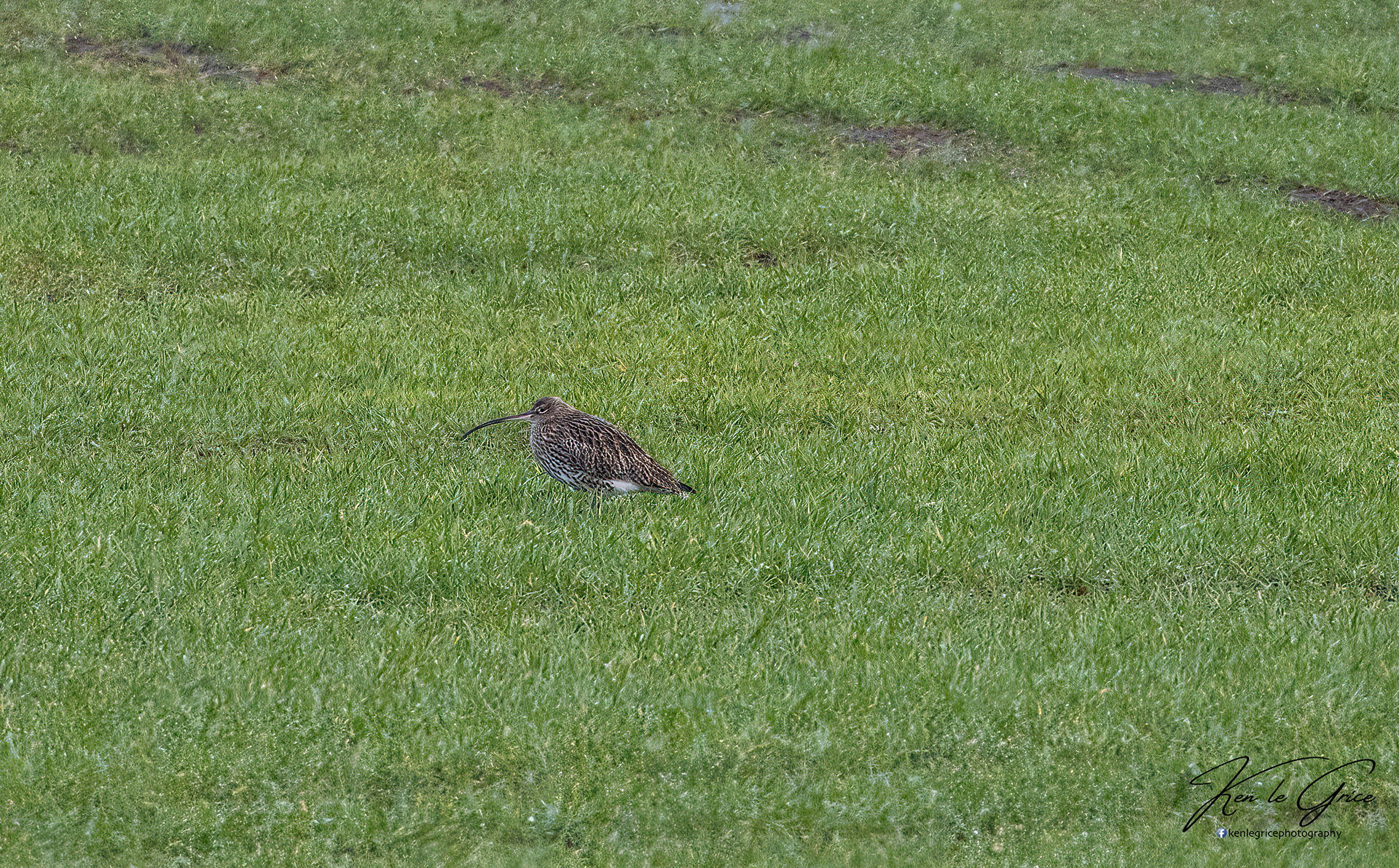 Curlew