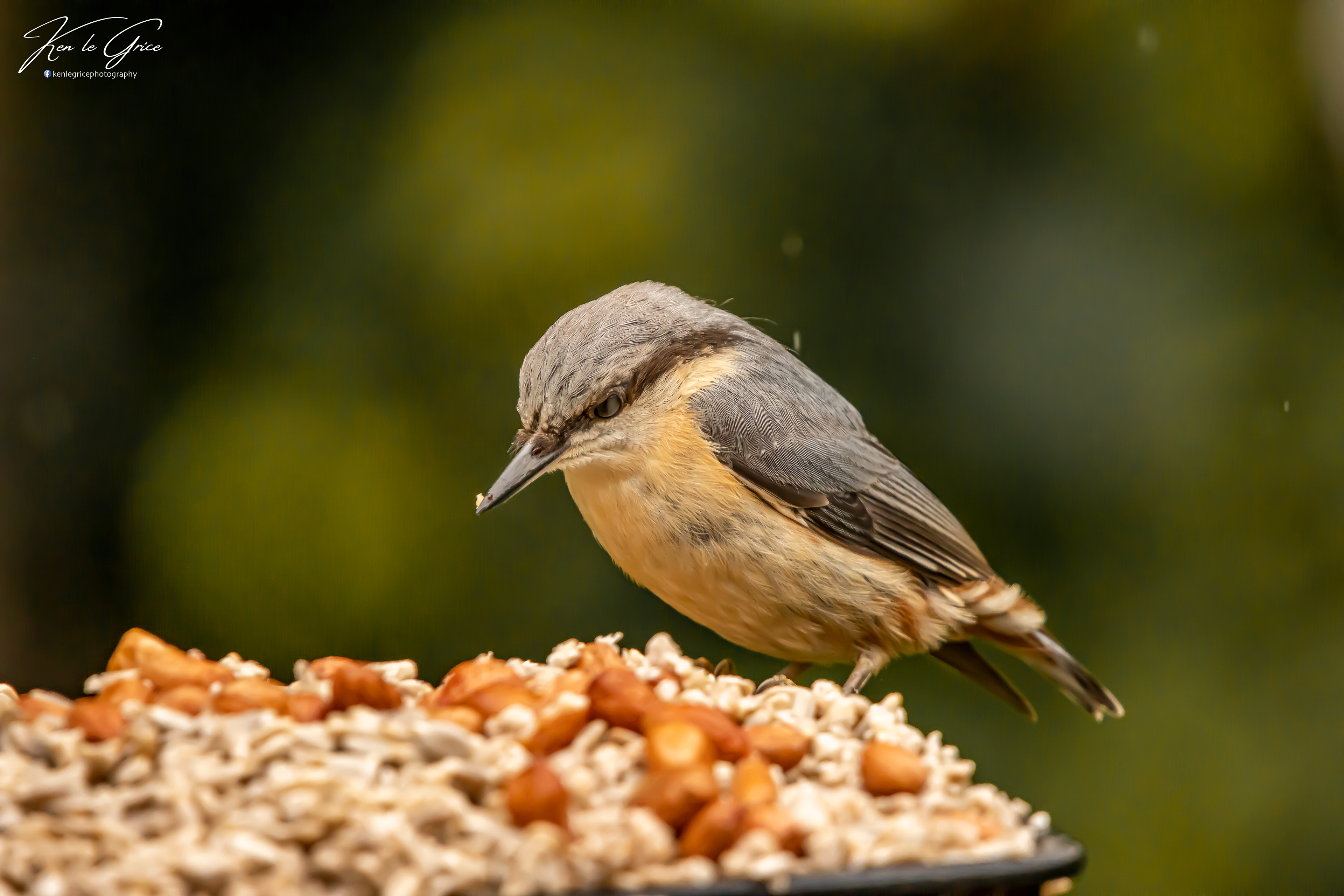 Nuthatch