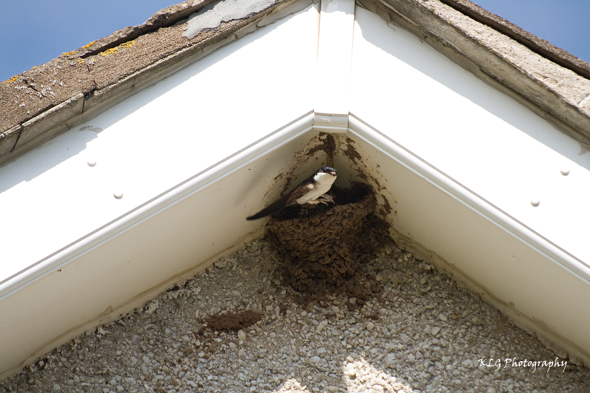 Housemartins