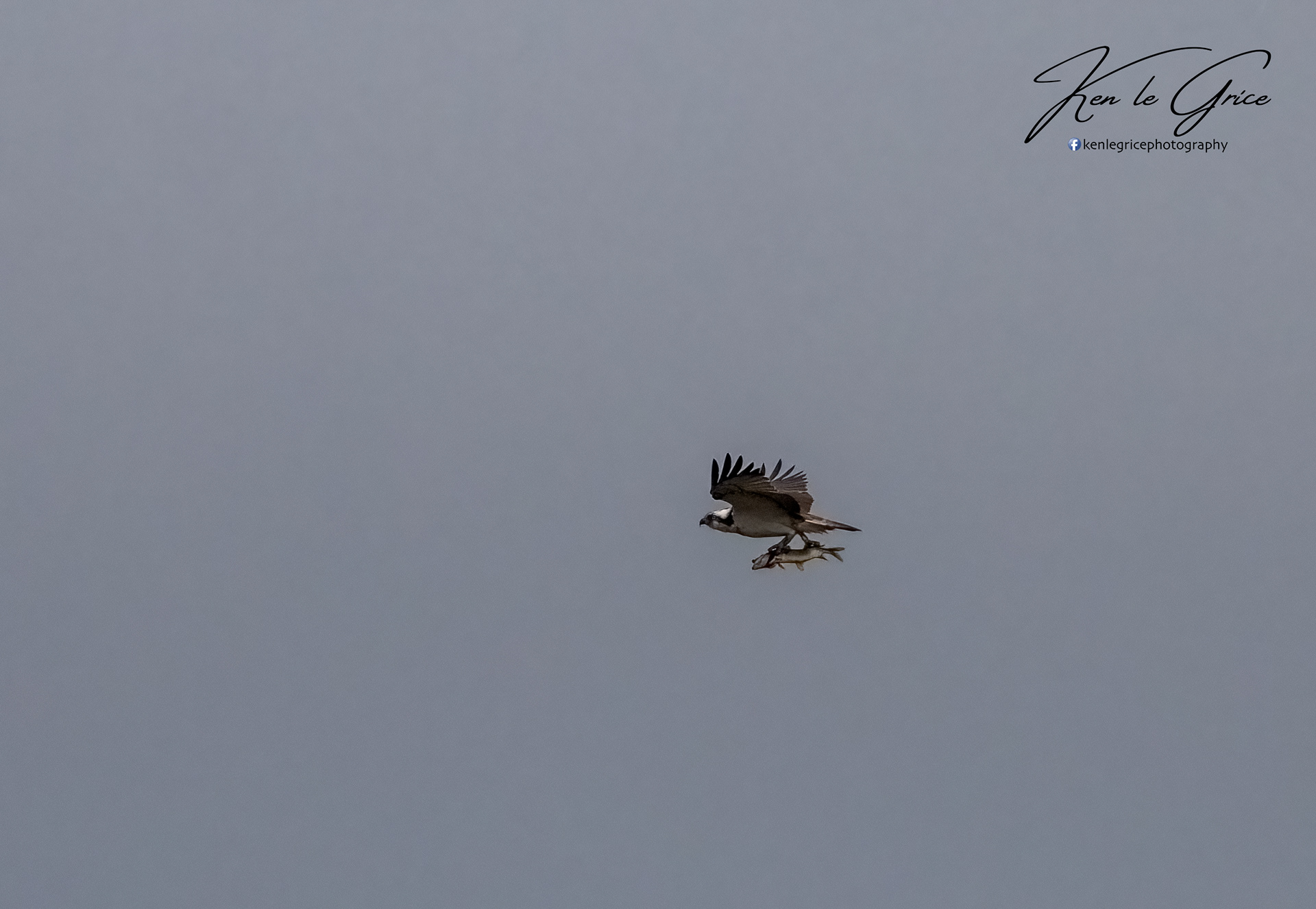 Osprey with jack pike fish
