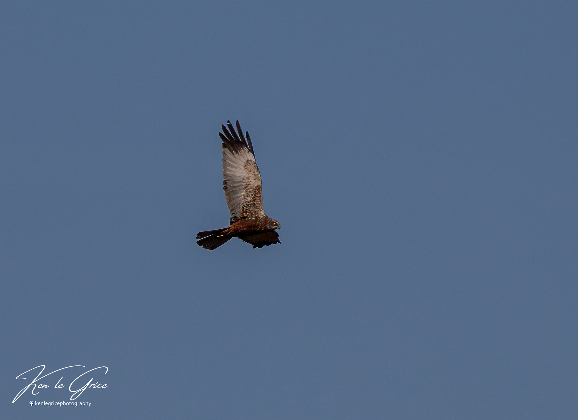 Marsh Harrier