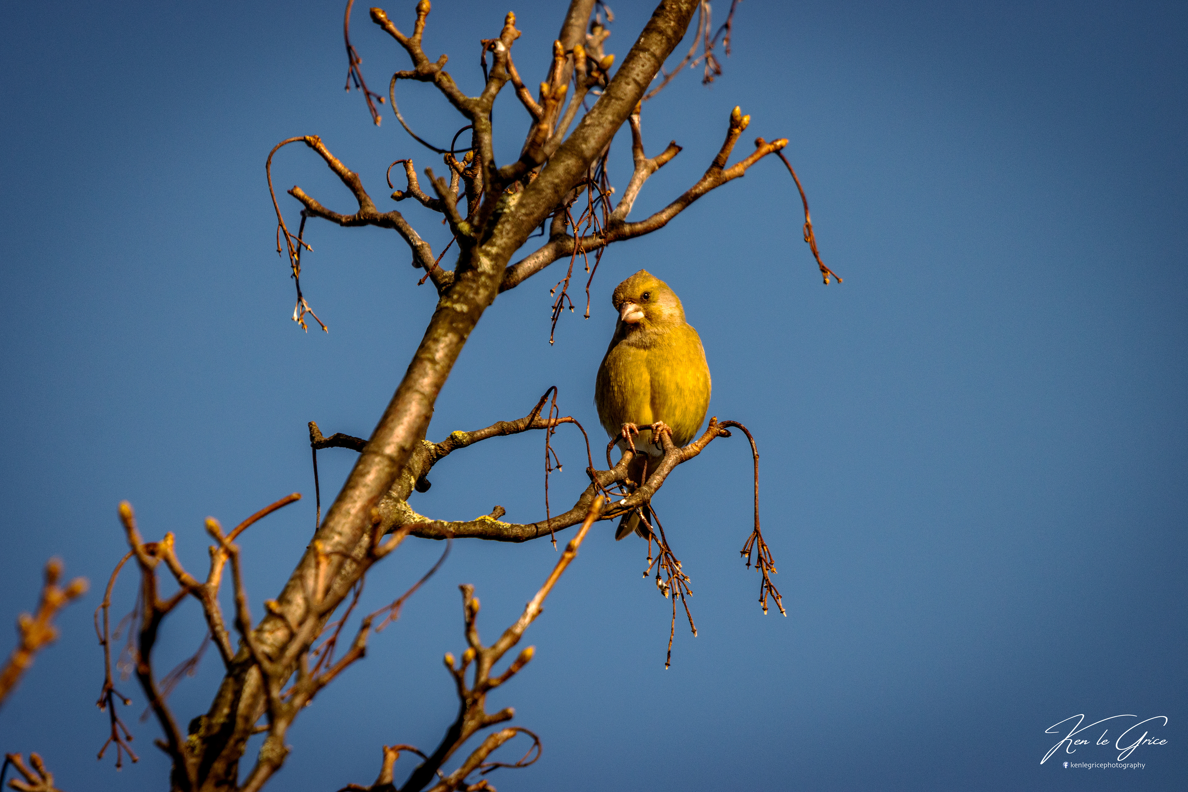 Greenfinch