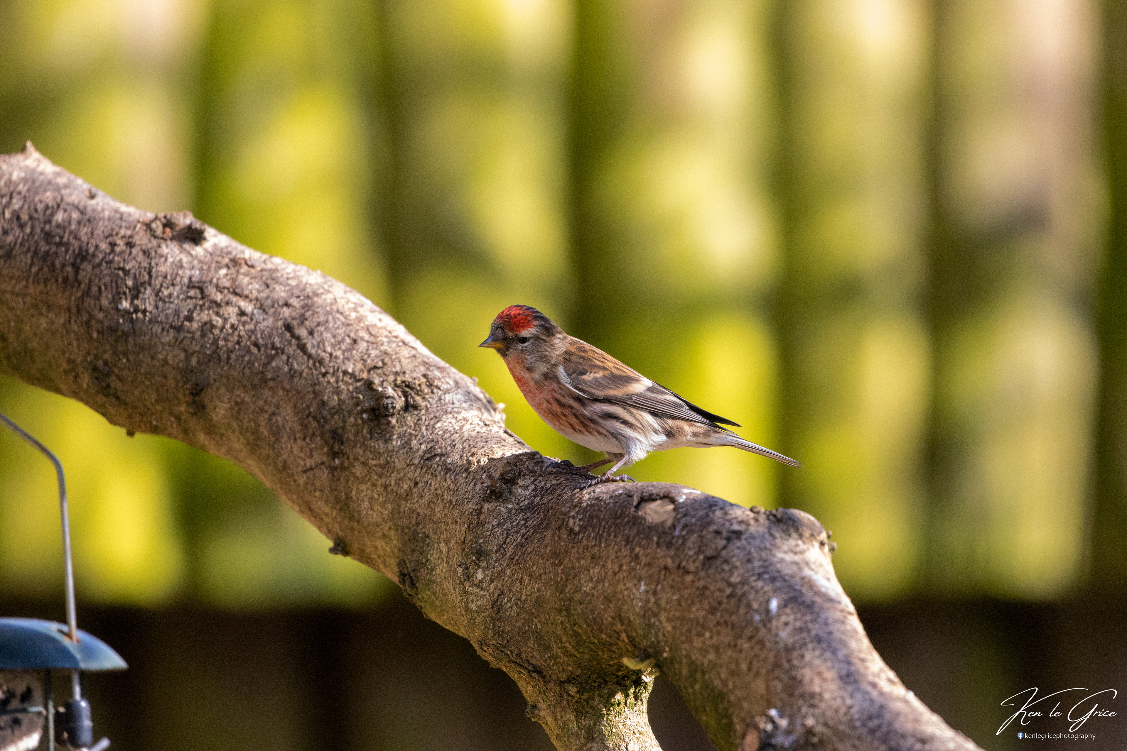 Redpoll