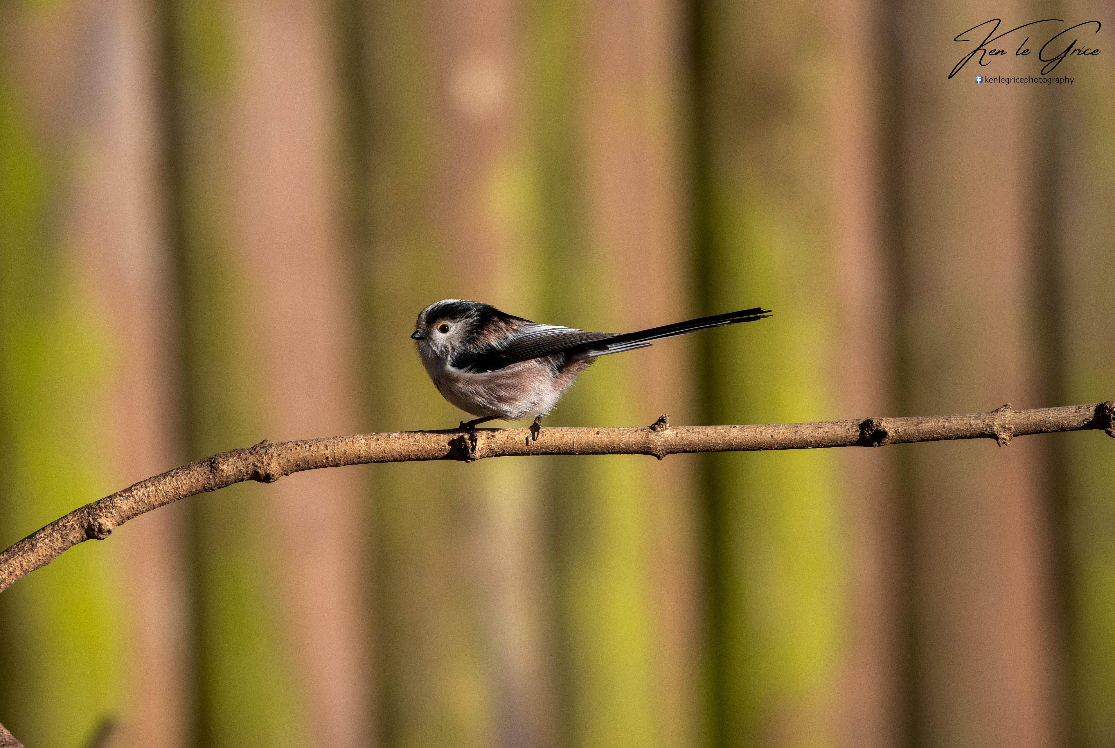 Long Tailed Tit