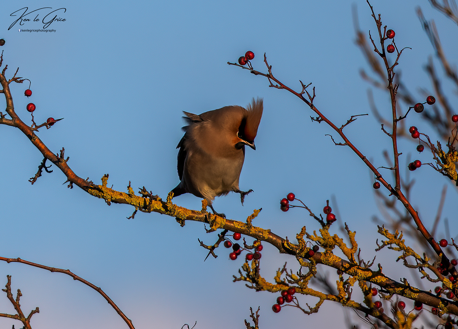 Waxwing
