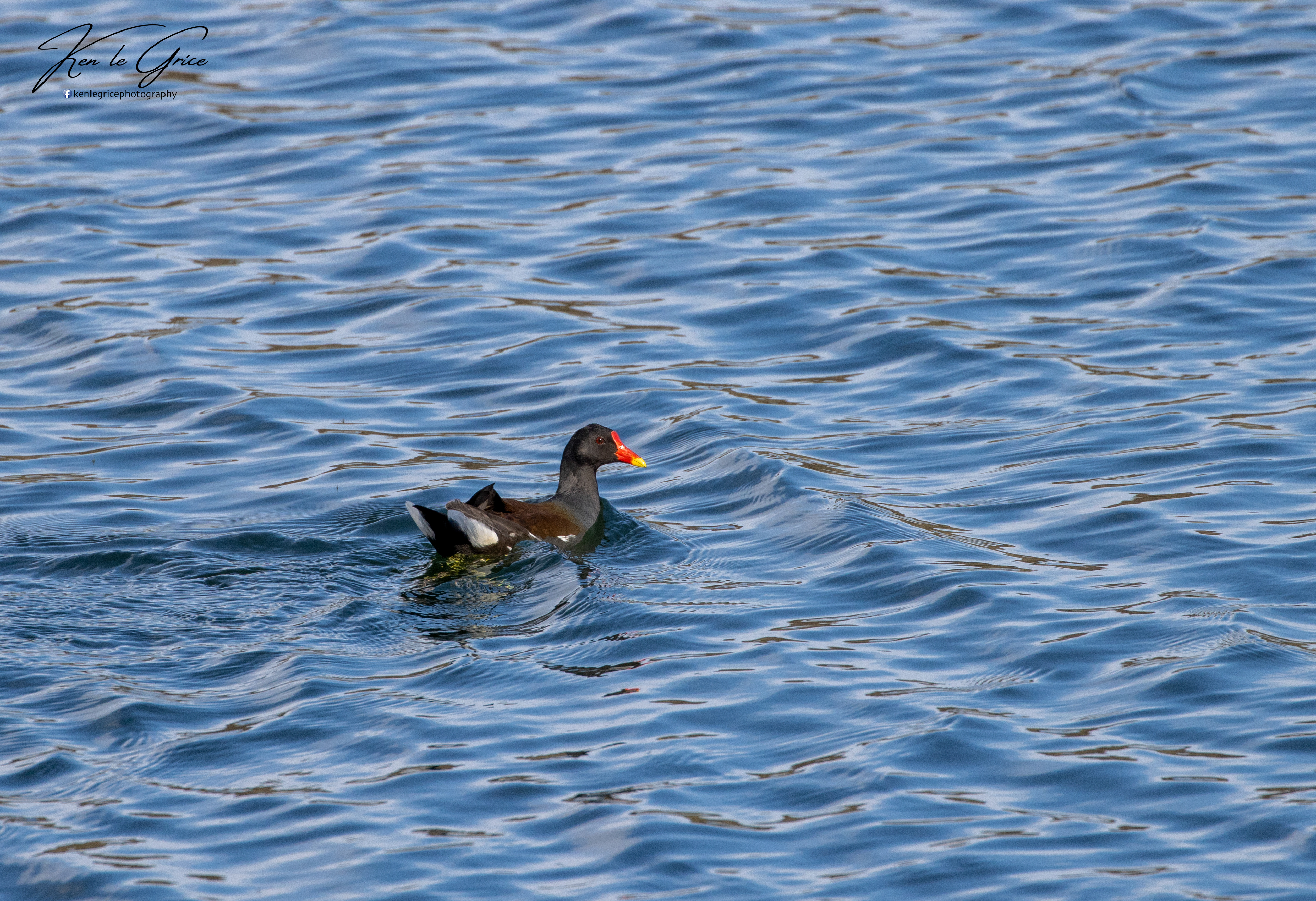 Moorhen