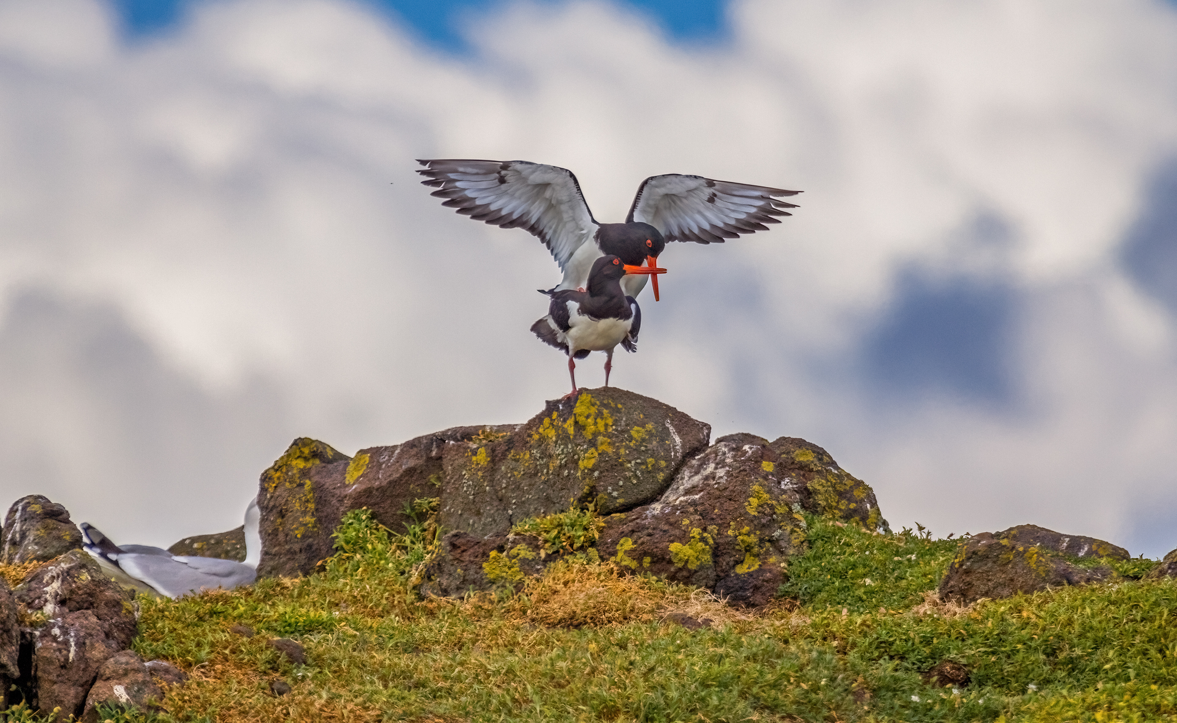 Oyster Catchers