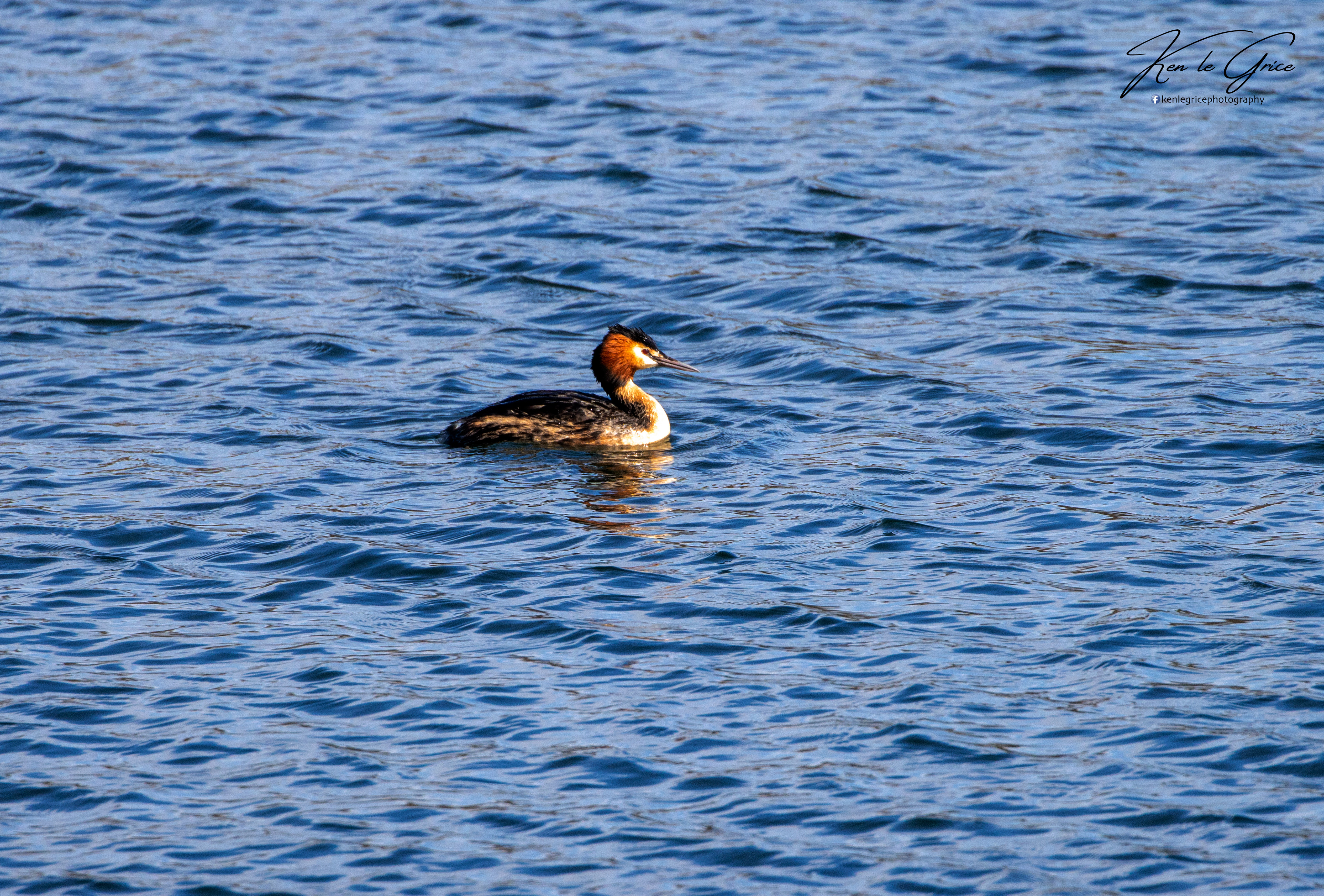 Great Crested Grebe