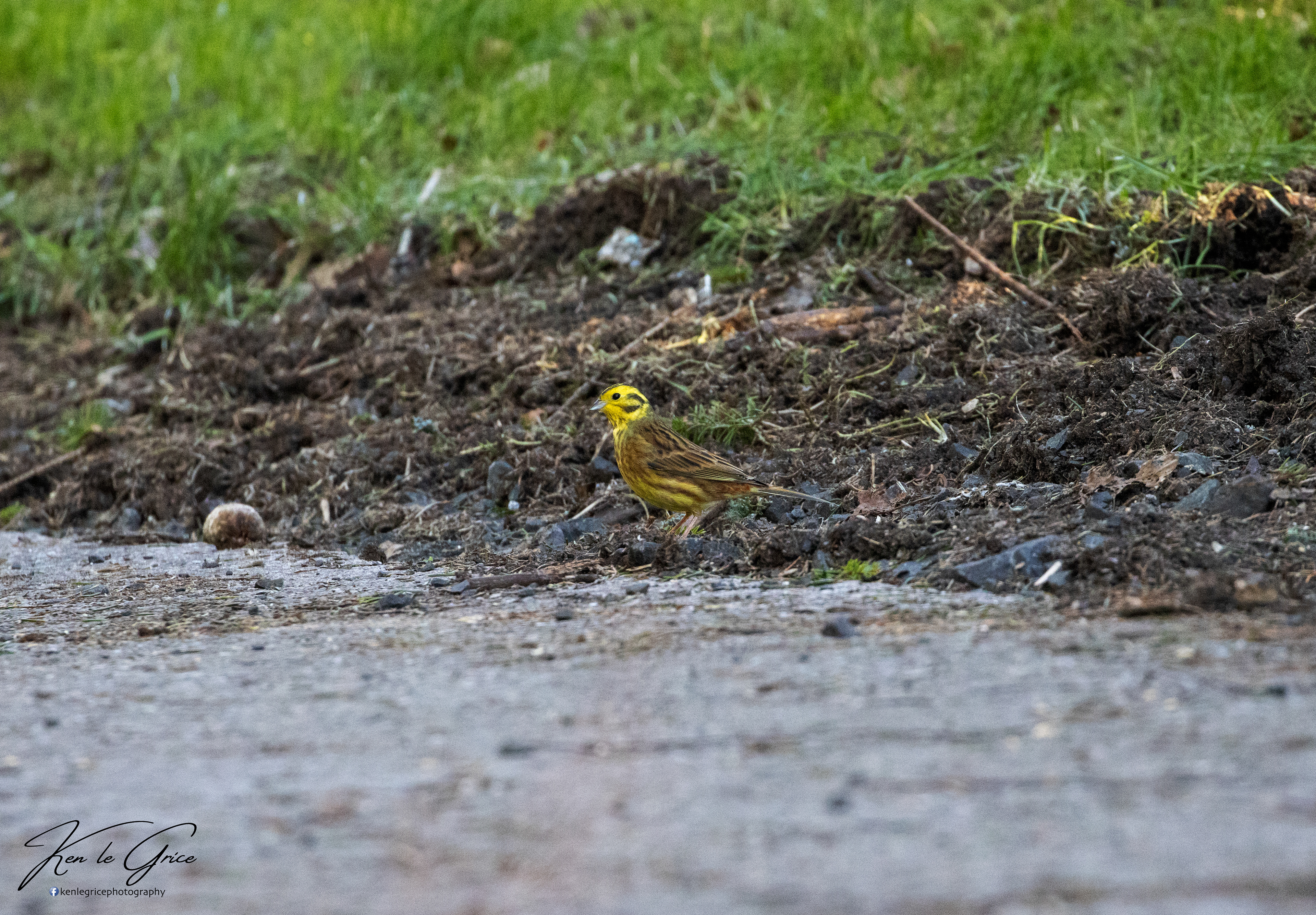 Yellowhammer
