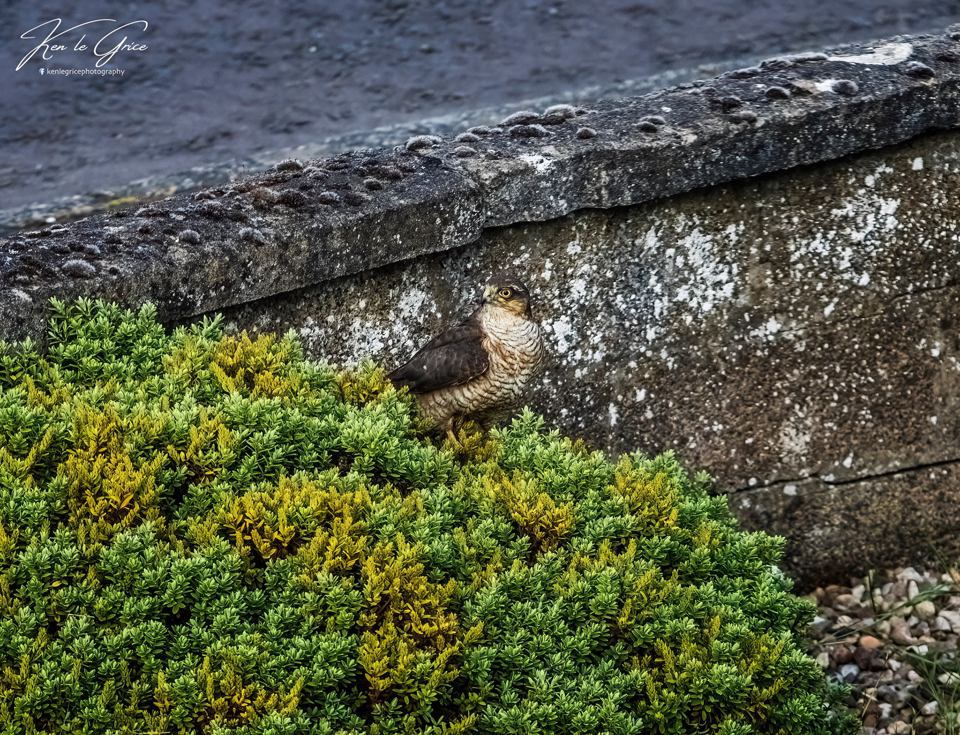 Sparrowhawk