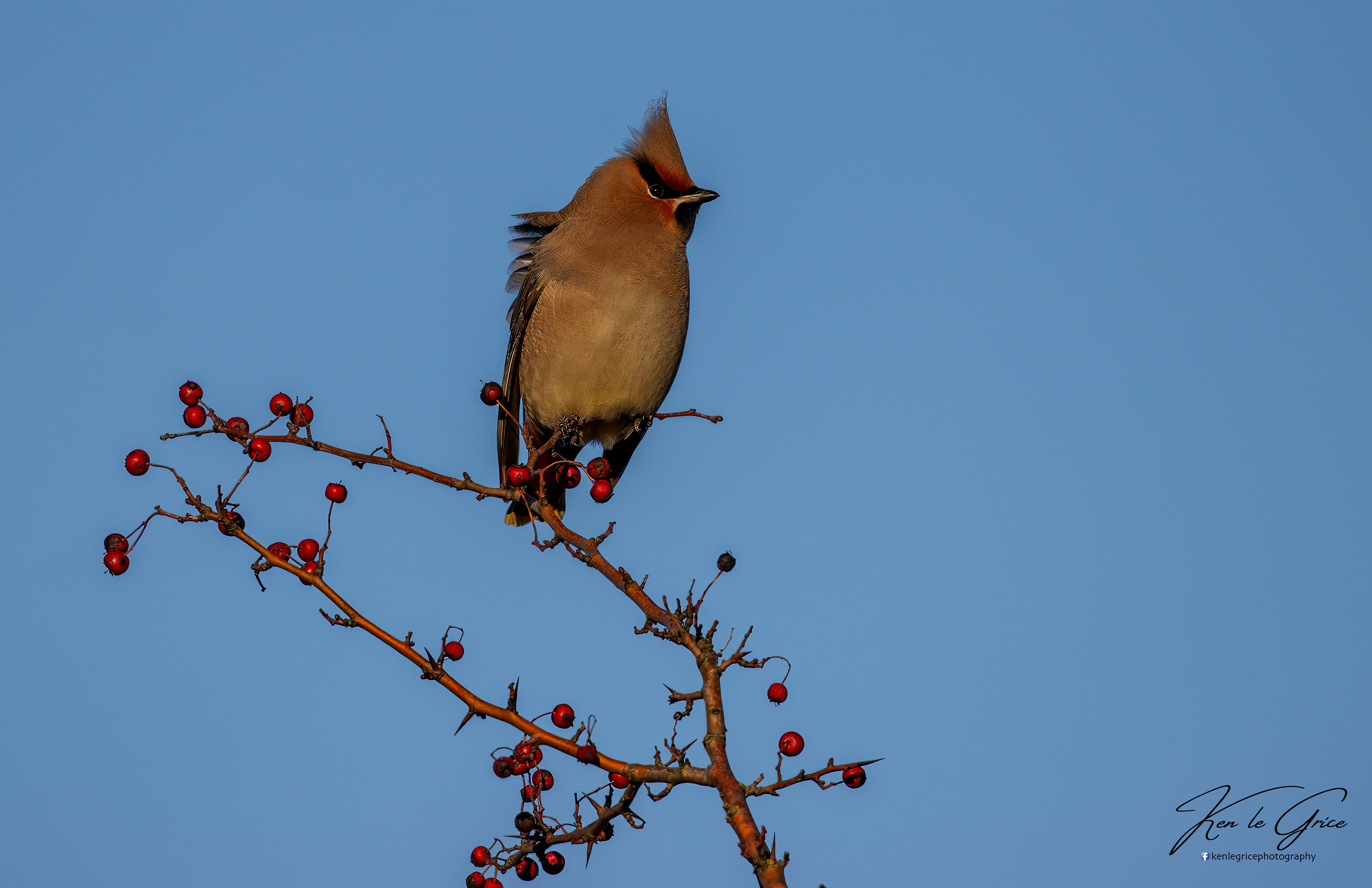 Waxwing