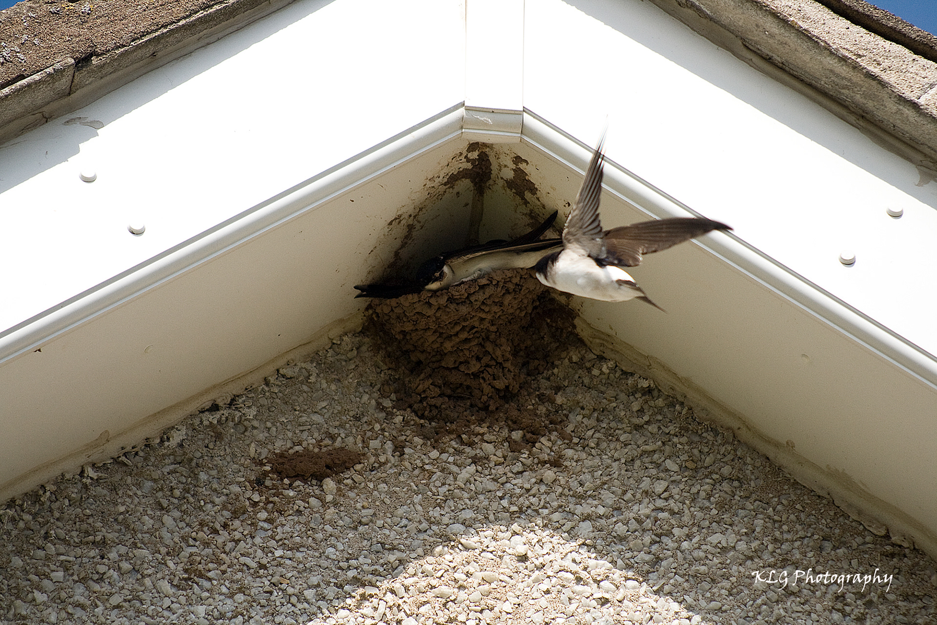 Housemartins