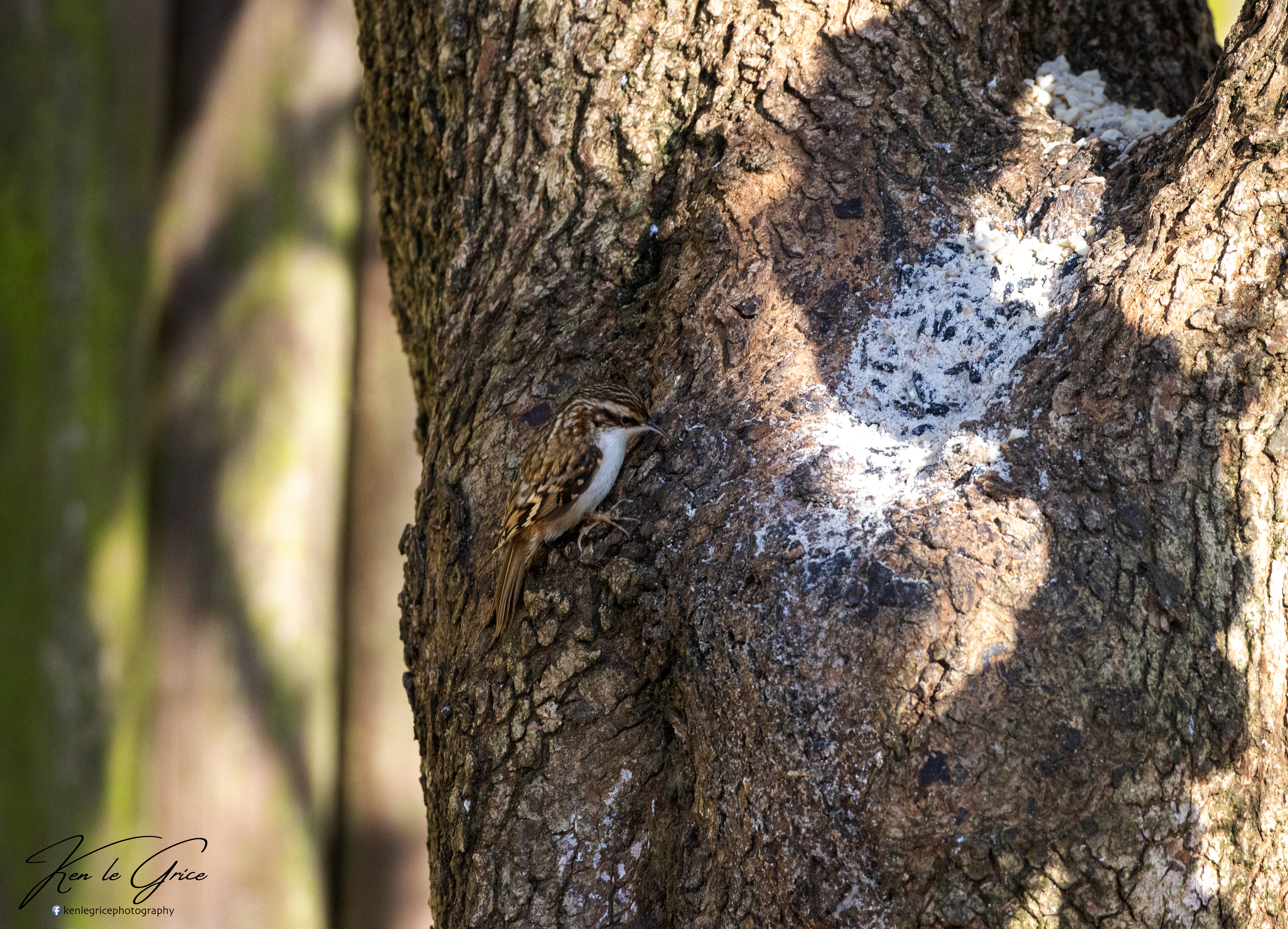 Tree Creeper