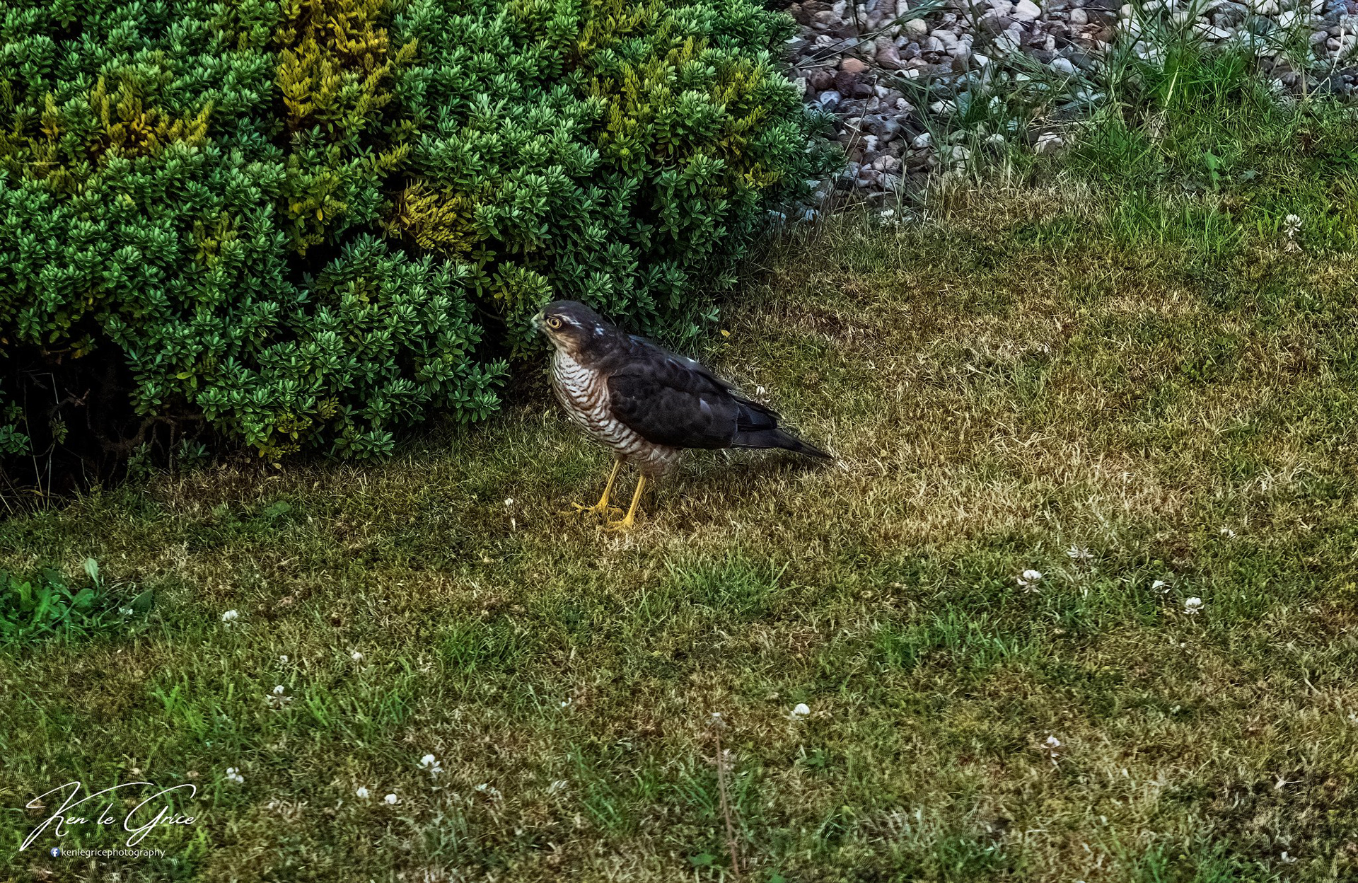 Sparrowhawk