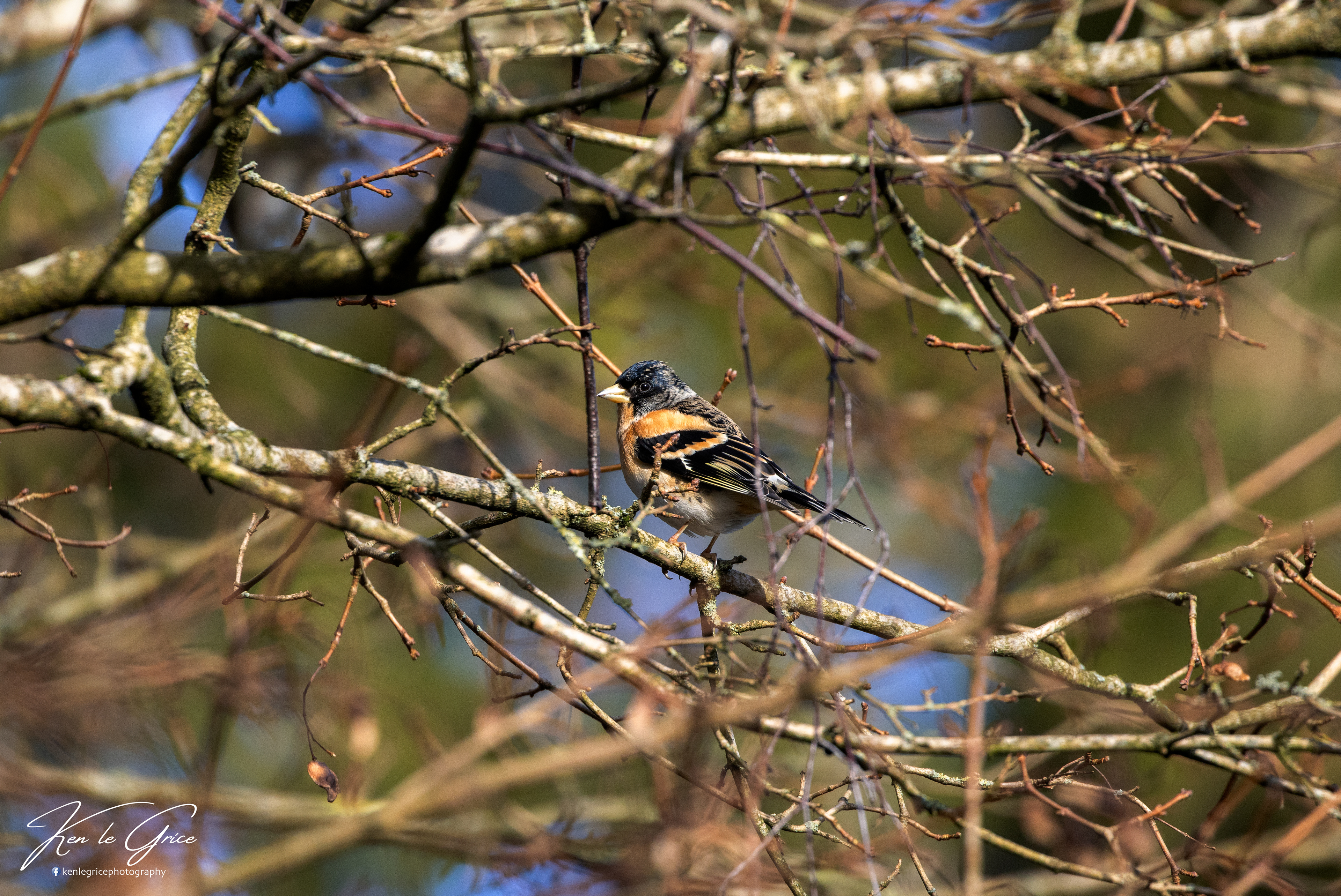 Brambling