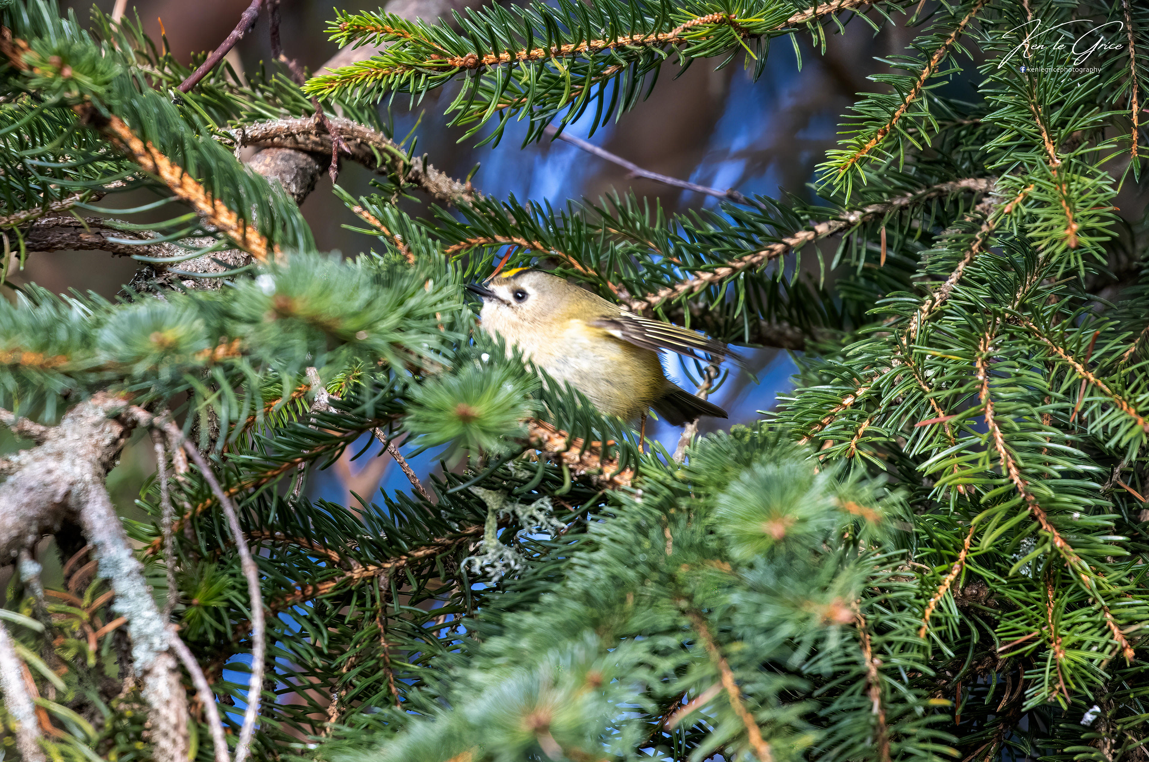 Goldcrest