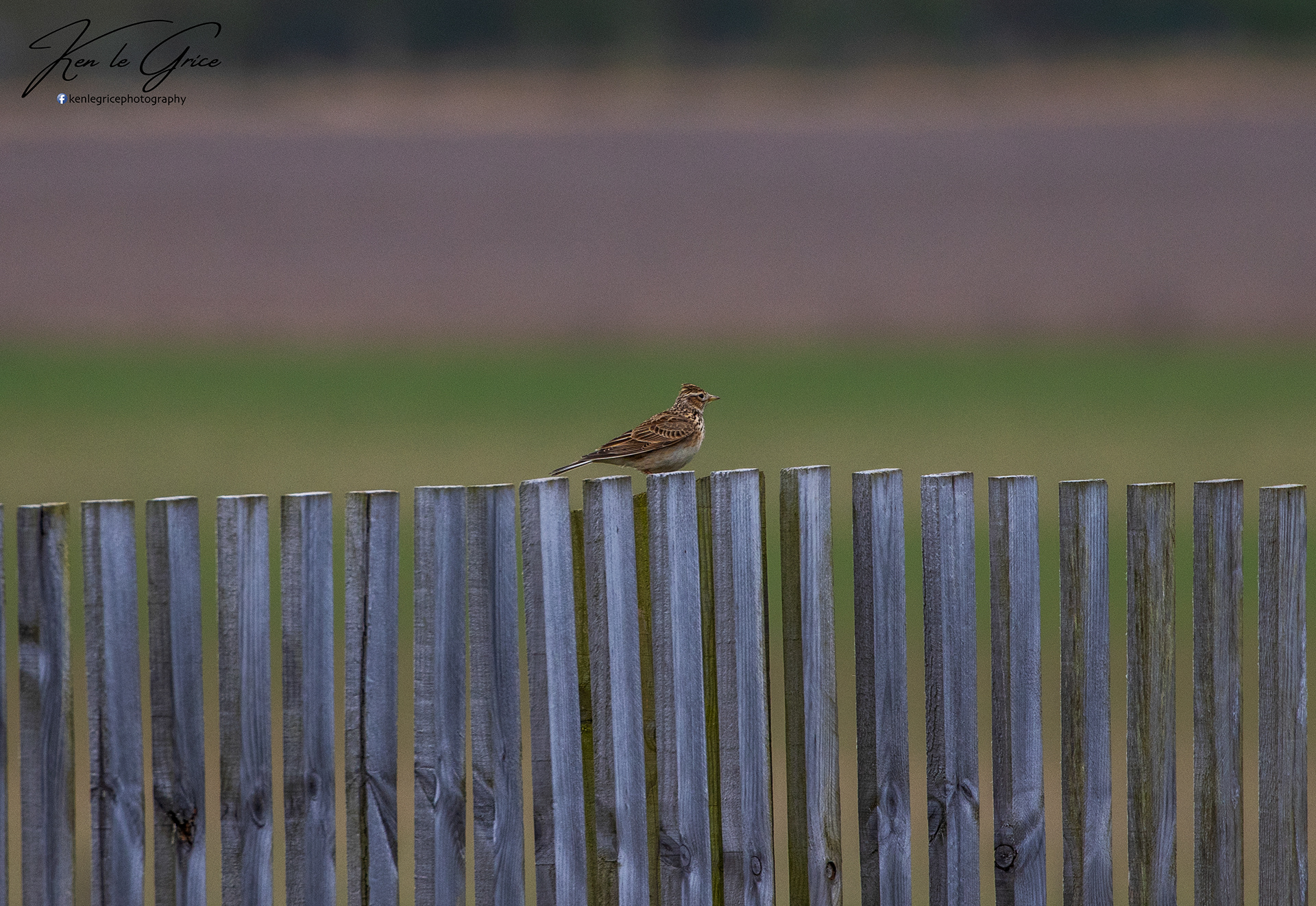 Skylark