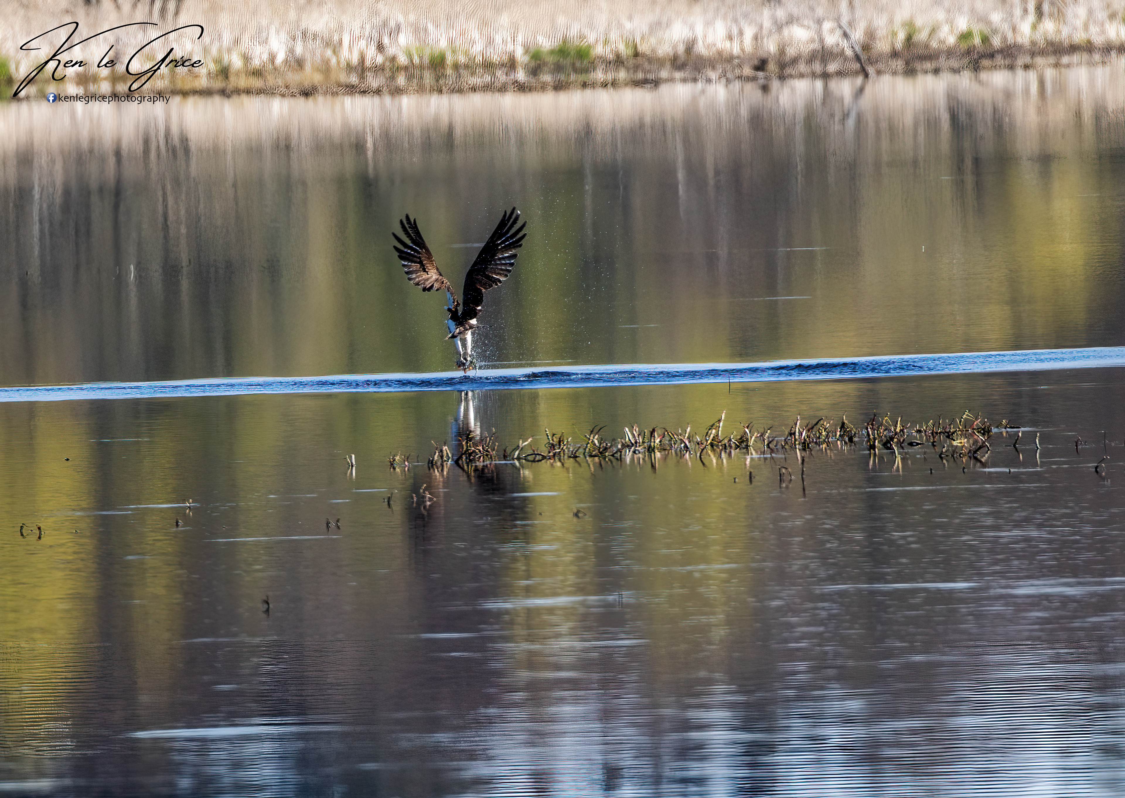 Osprey