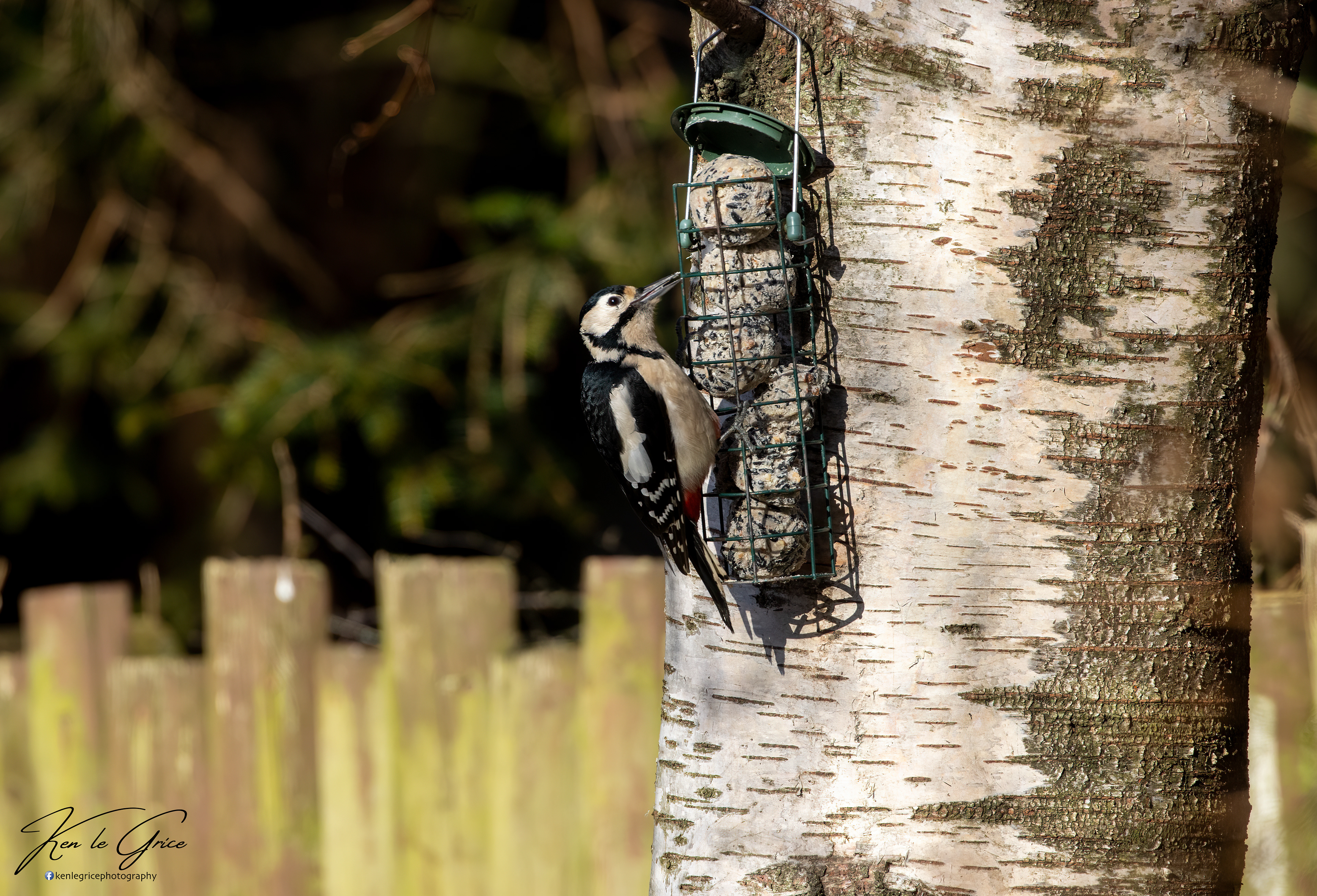 Great Spotted Woodpecker