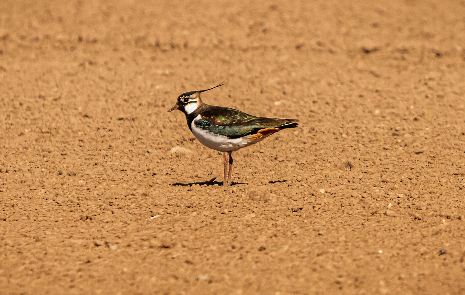 Lapwing