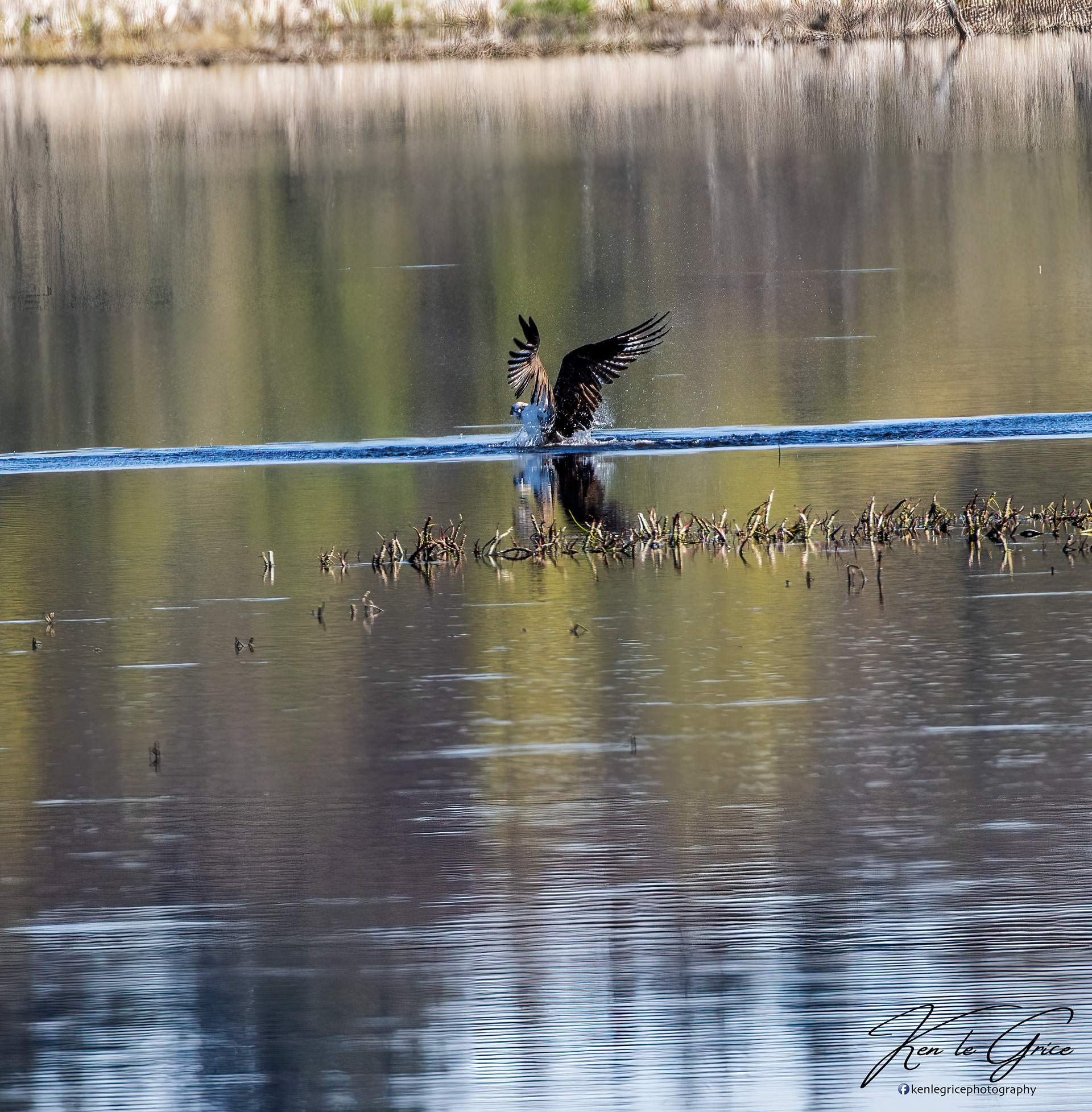 Osprey