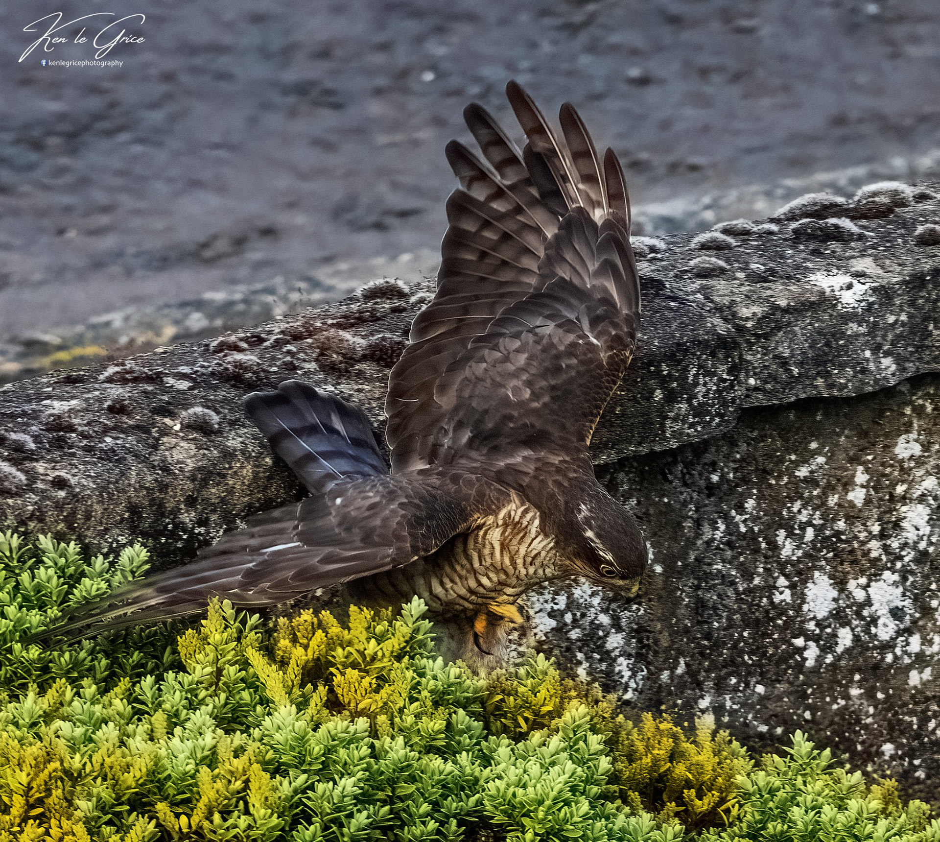 Sparrowhawk