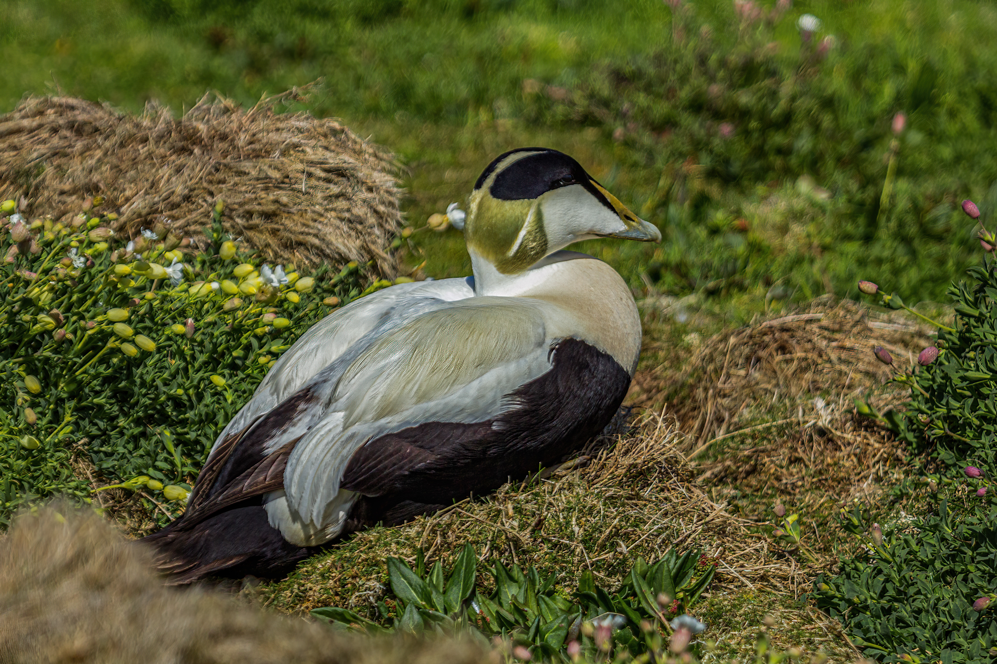 Eider