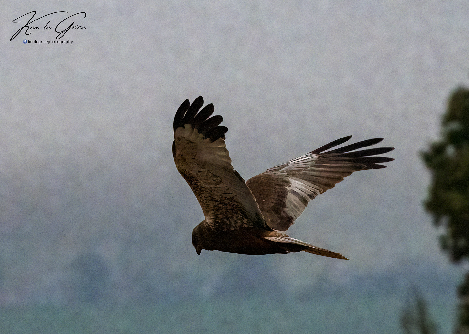 Marsh Harrier