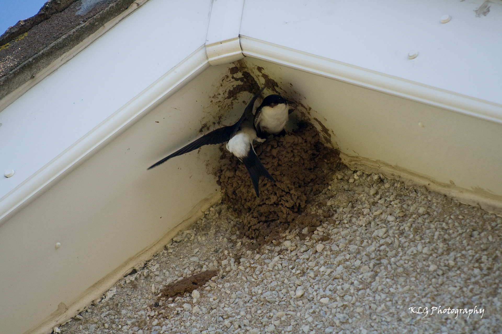 Housemartins